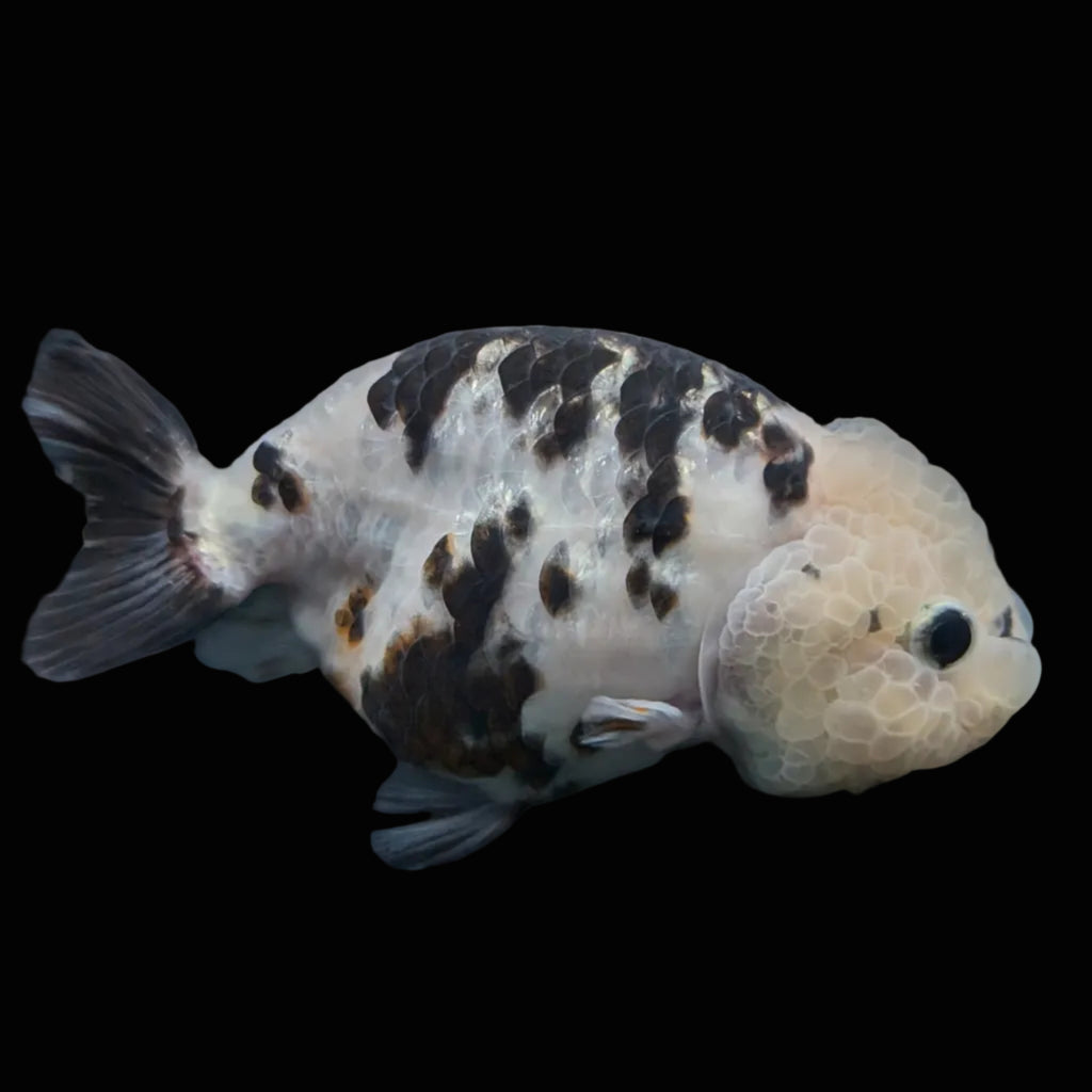 Jumbo Ranchu Milk Cow Calico 4.5"-5" in. ID#904R8A-001