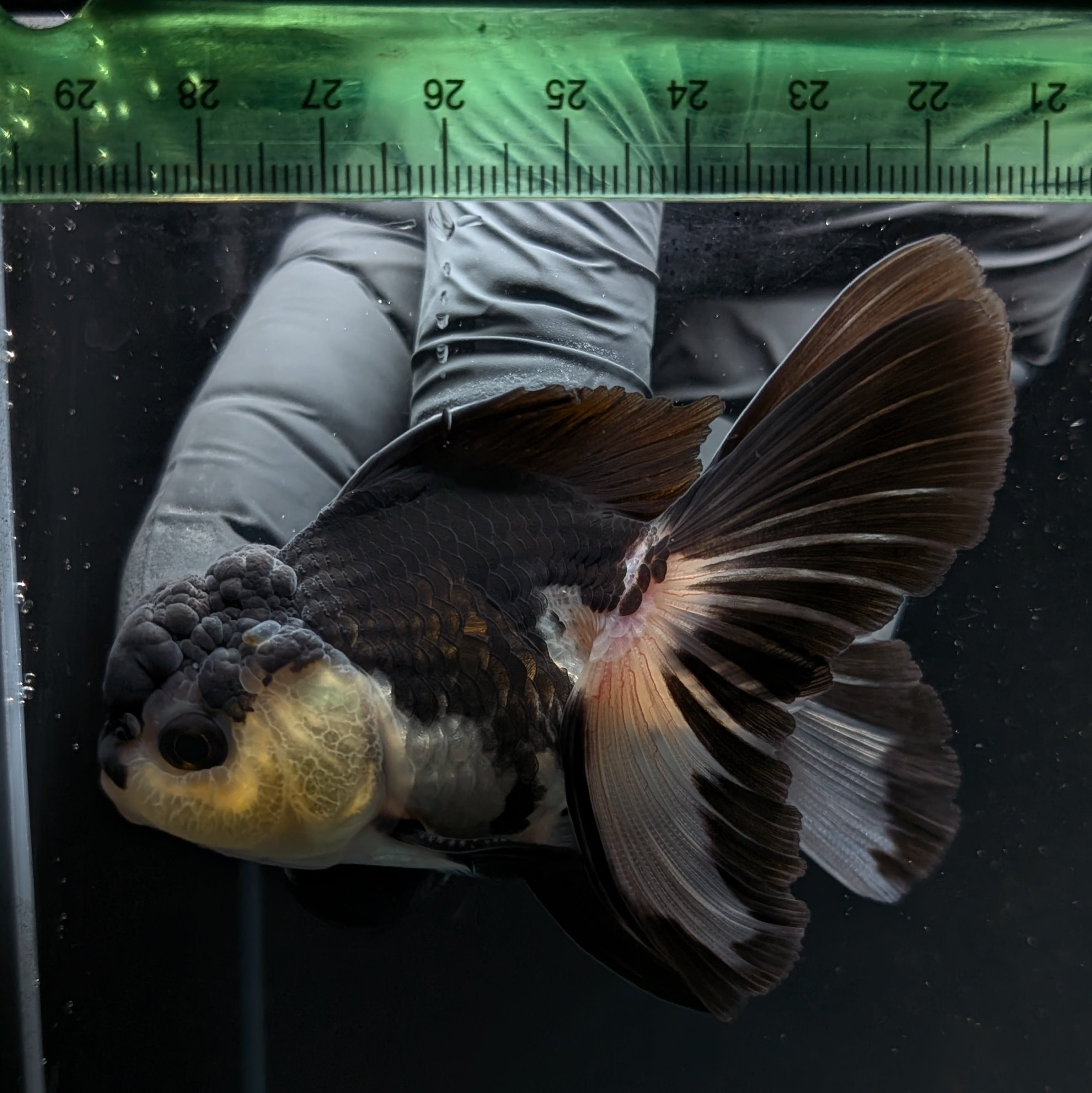 Thai Juvenile Oranda Panda 3.5"-4"in.  ID#731T1A-054