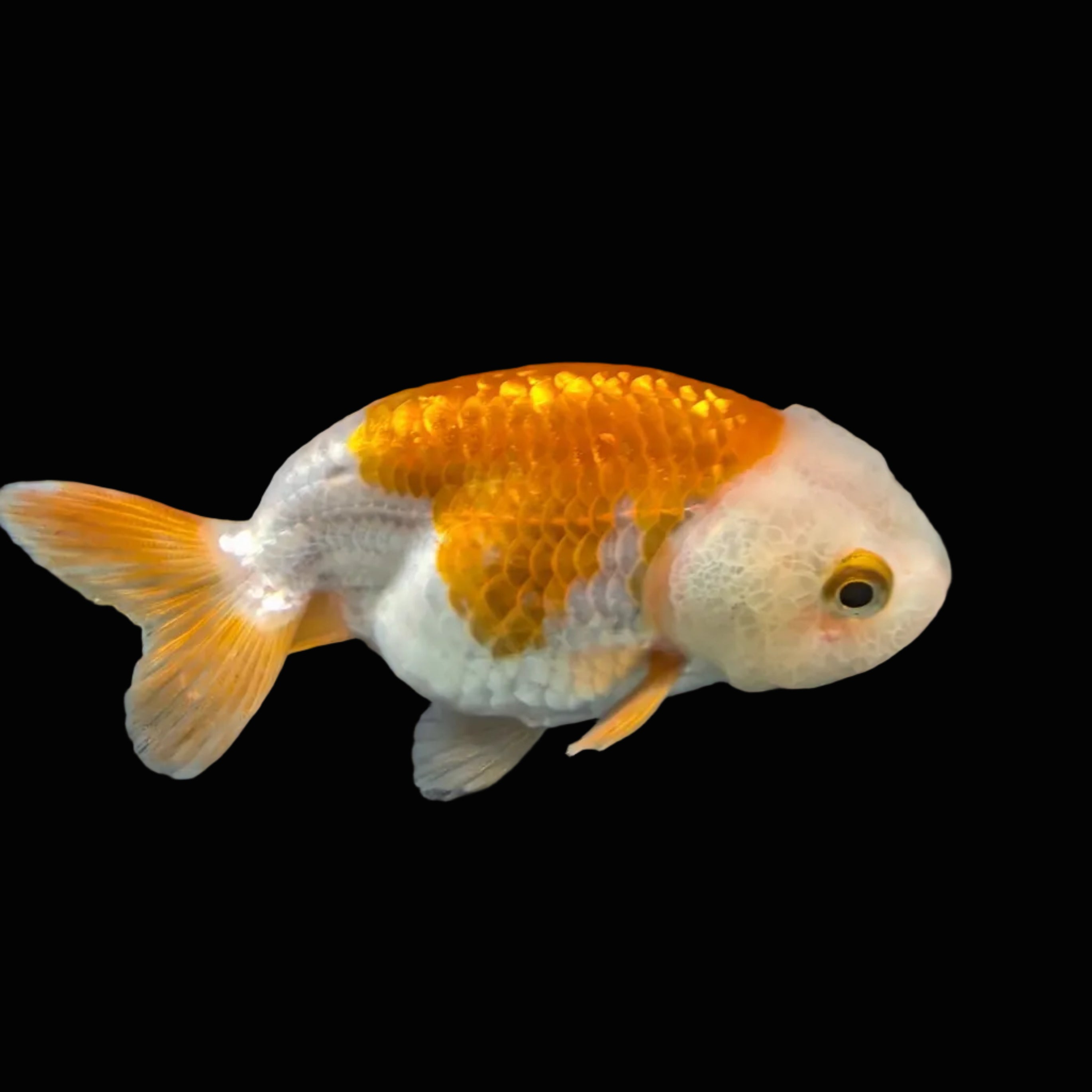 Ranchu Red White 3"-3.5" in. ID#403R7A-011