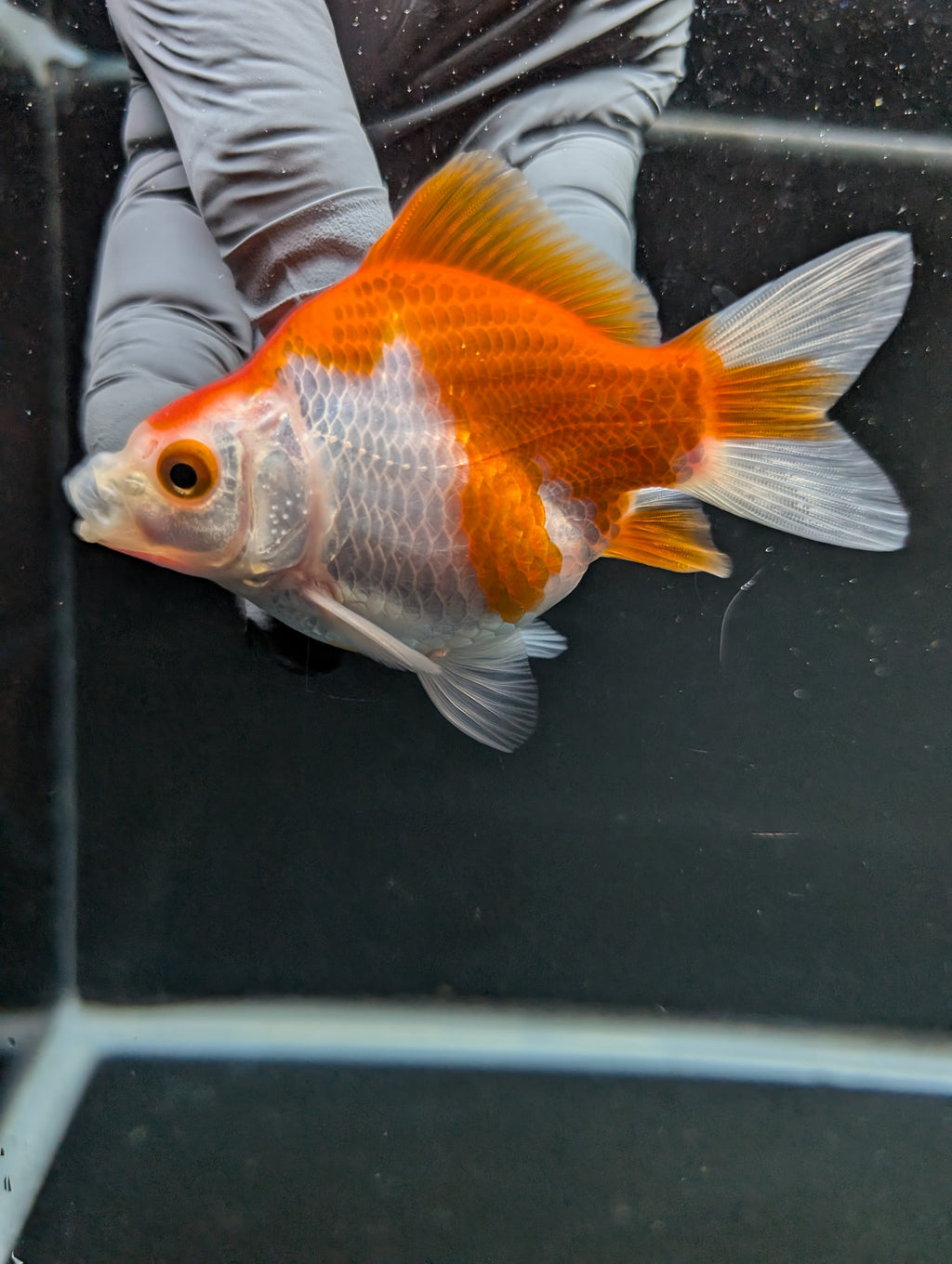 Tamasaba Red White 3"-3.5" in. ID#1009TM1B-005
