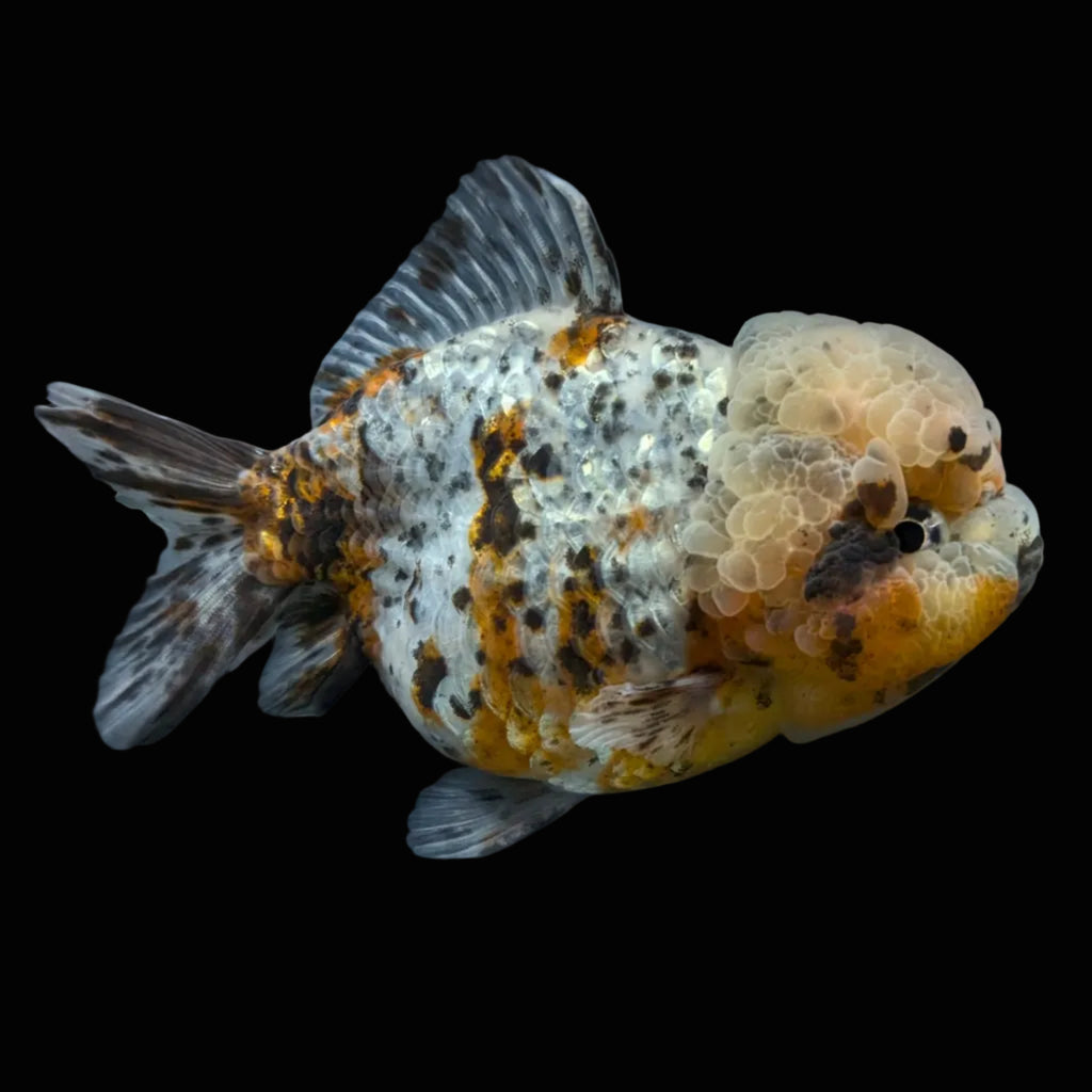 Jumbo Oranda Yuan Bao Granite Calico   4.5"-5"in. ID#904YB13A-003
