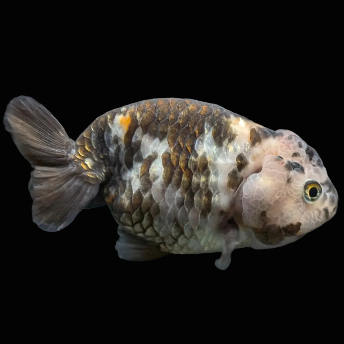 Jumbo Ranchu Heavy Ink Calico 4"-4.5" in. ID#918R8A-072