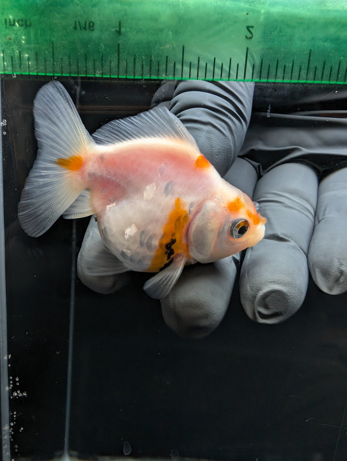 Baby Thai Shogun Oranda Sakura 2"-2.5" in. ID#1023BSG11A-026