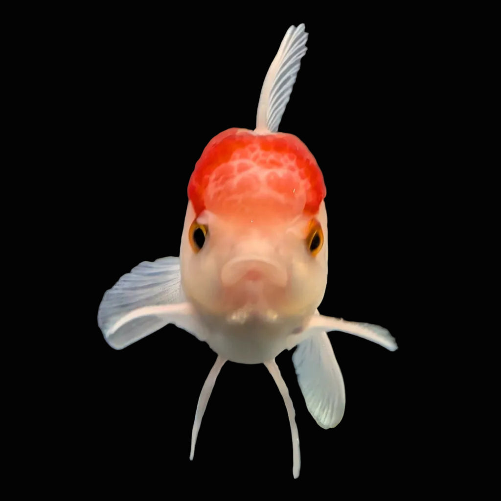 Juvenile Oranda Tricolor 3.5"-4" in.  ID#417T7A-009