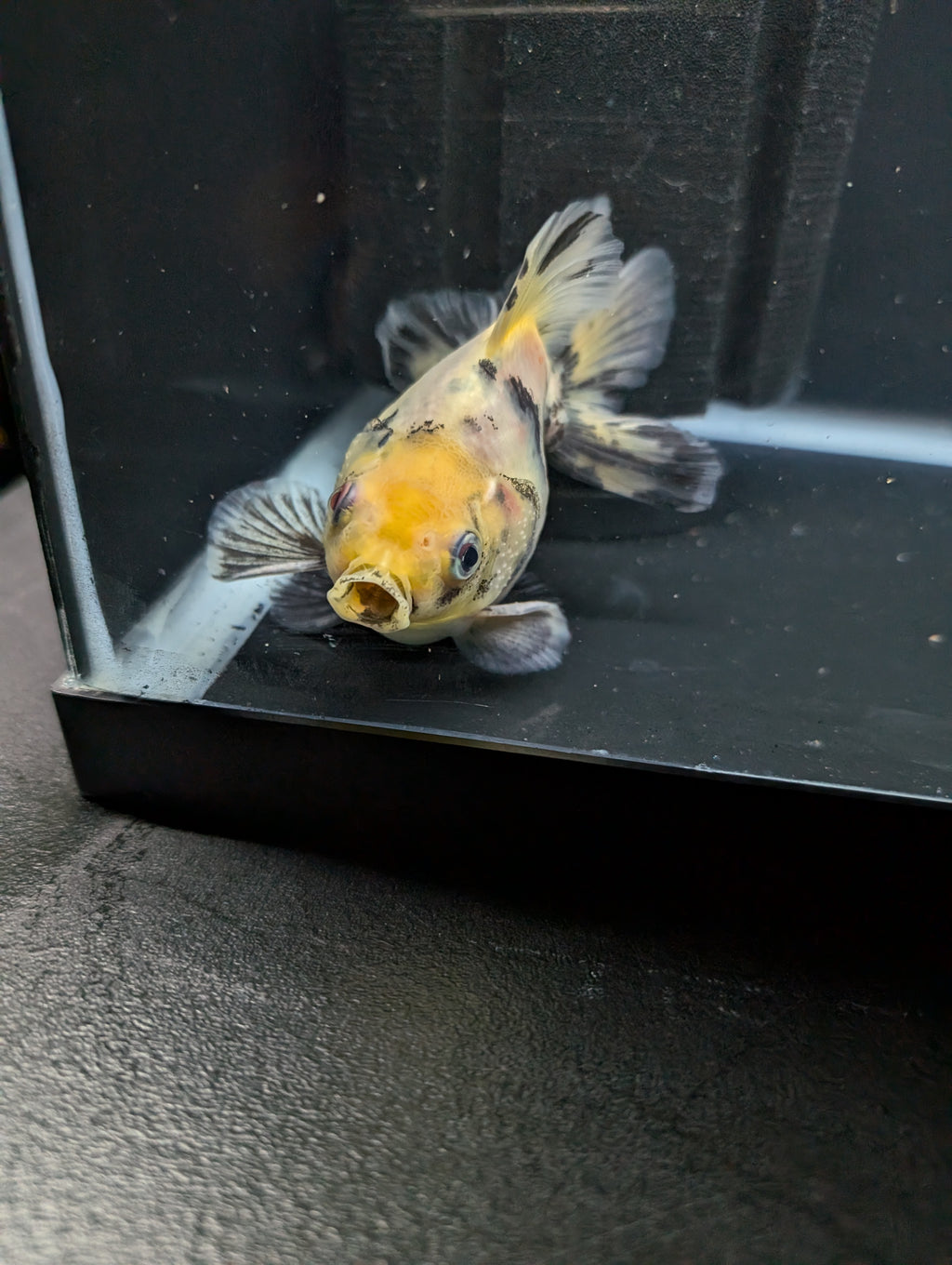 Jumbo Ryukin Short Tail White Tiger Calico 4"-4.5" in. ID#5015B-012