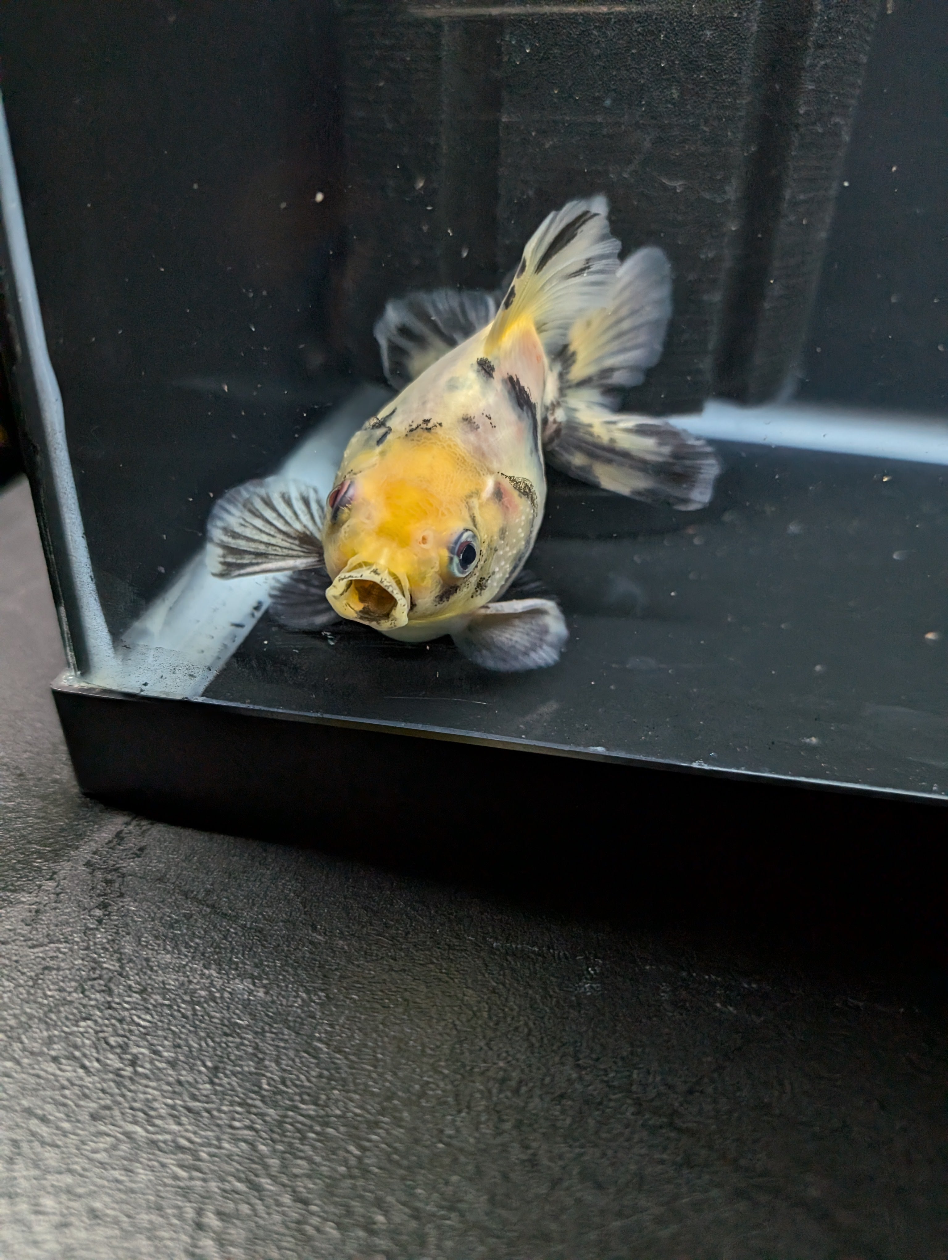 Jumbo Ryukin Short Tail White Tiger Calico 4"-4.5" in. ID#5015B-012