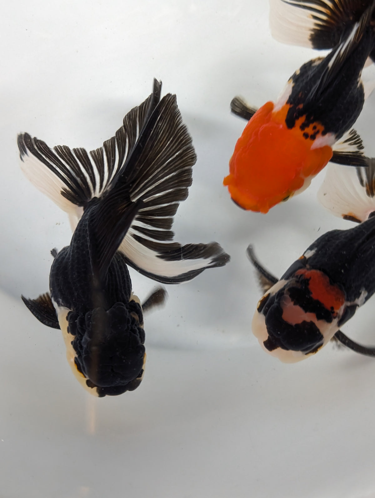BULK 3PACK  - Thai Oranda Tricolor / Panda Mix 3"-3.5" in. *Assorted Dealers Choice