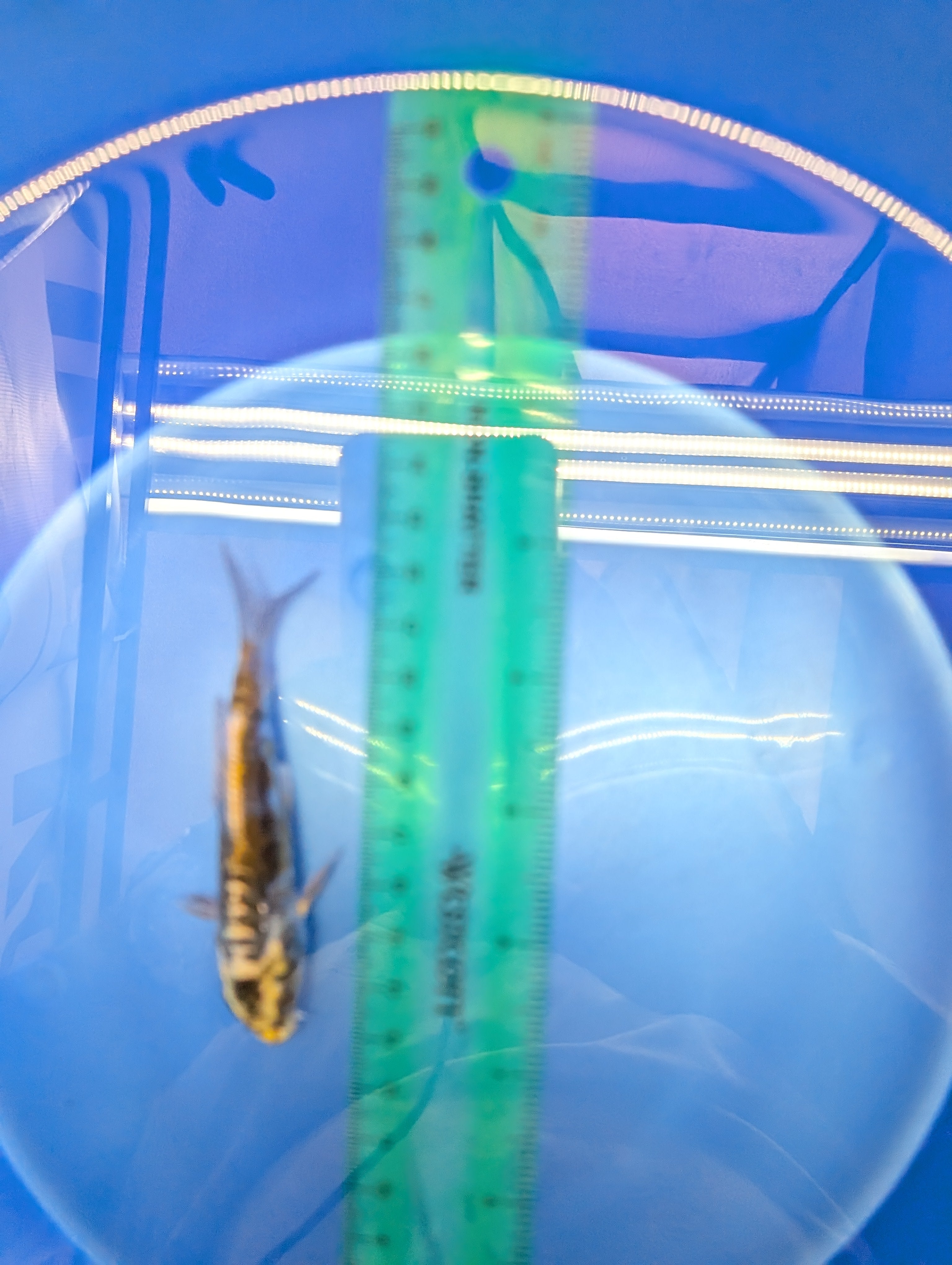 Kin Kikokuryu Koi  4"in. ID#806BFK-025