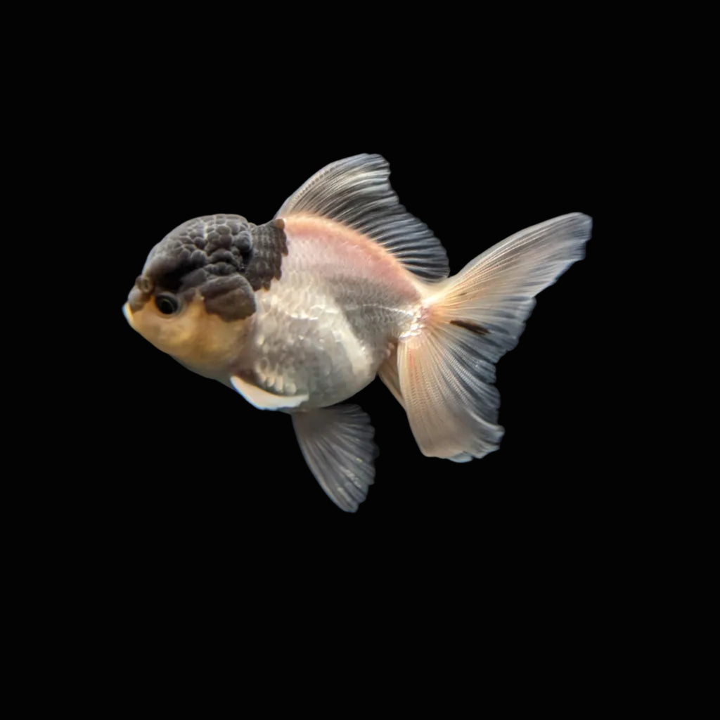 Juvenile Oranda Panda 3.5"-4" in.  ID#327T13b-032