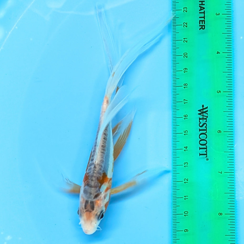 Shusui Butterfly Koi  5"-6" in. ID#727BFK-004