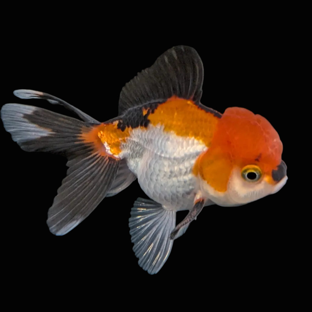 Juvenile Oranda Tricolor 3.5"-4" in.  ID#410T8A-015