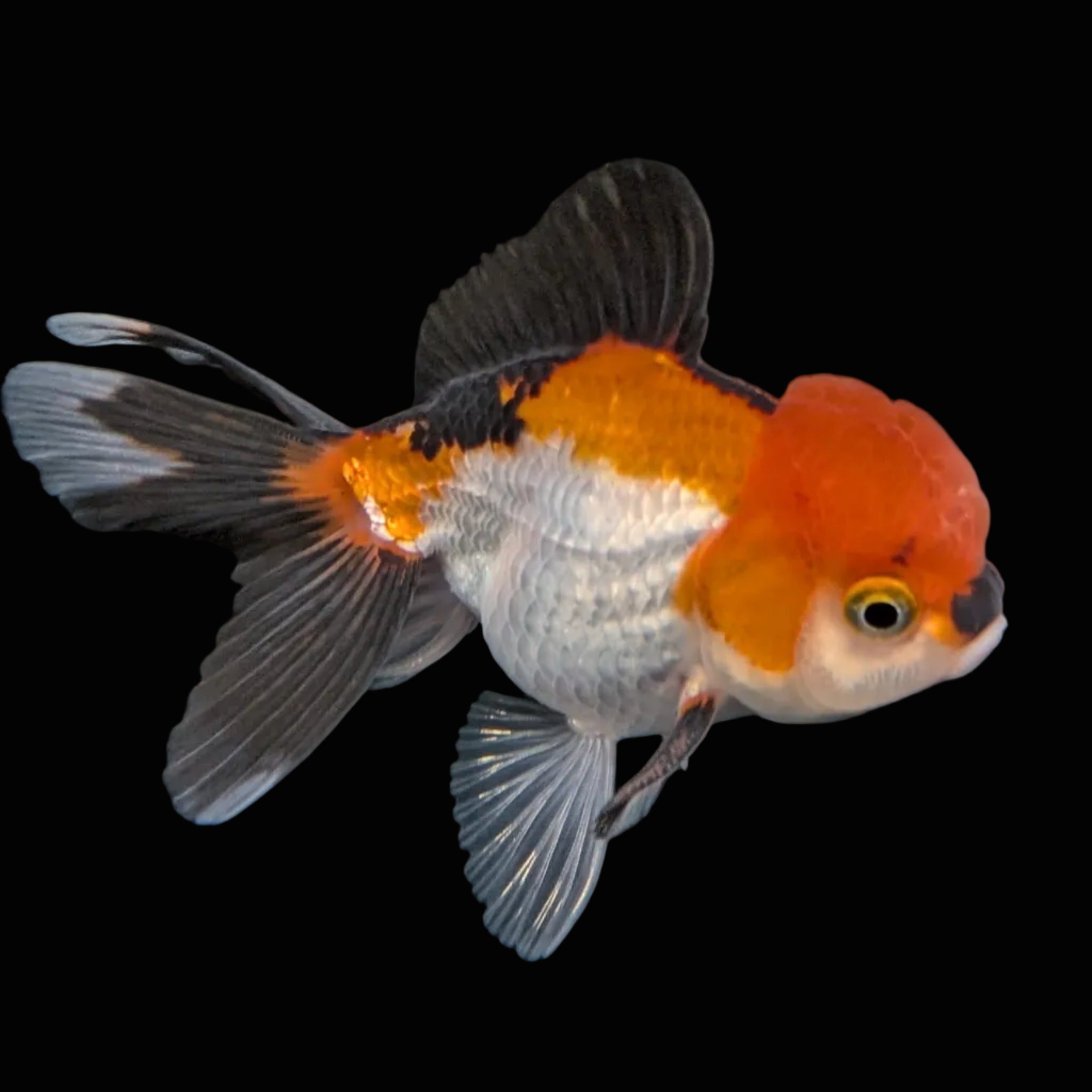 Juvenile Oranda Tricolor 3.5"-4" in.  ID#410T8A-015