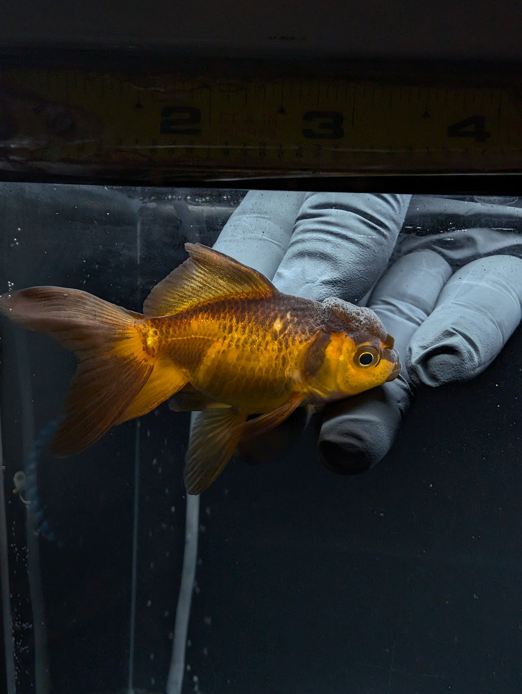 Juvenile Oranda Red Black 3"-3.5"in.  ID#529T1A-062