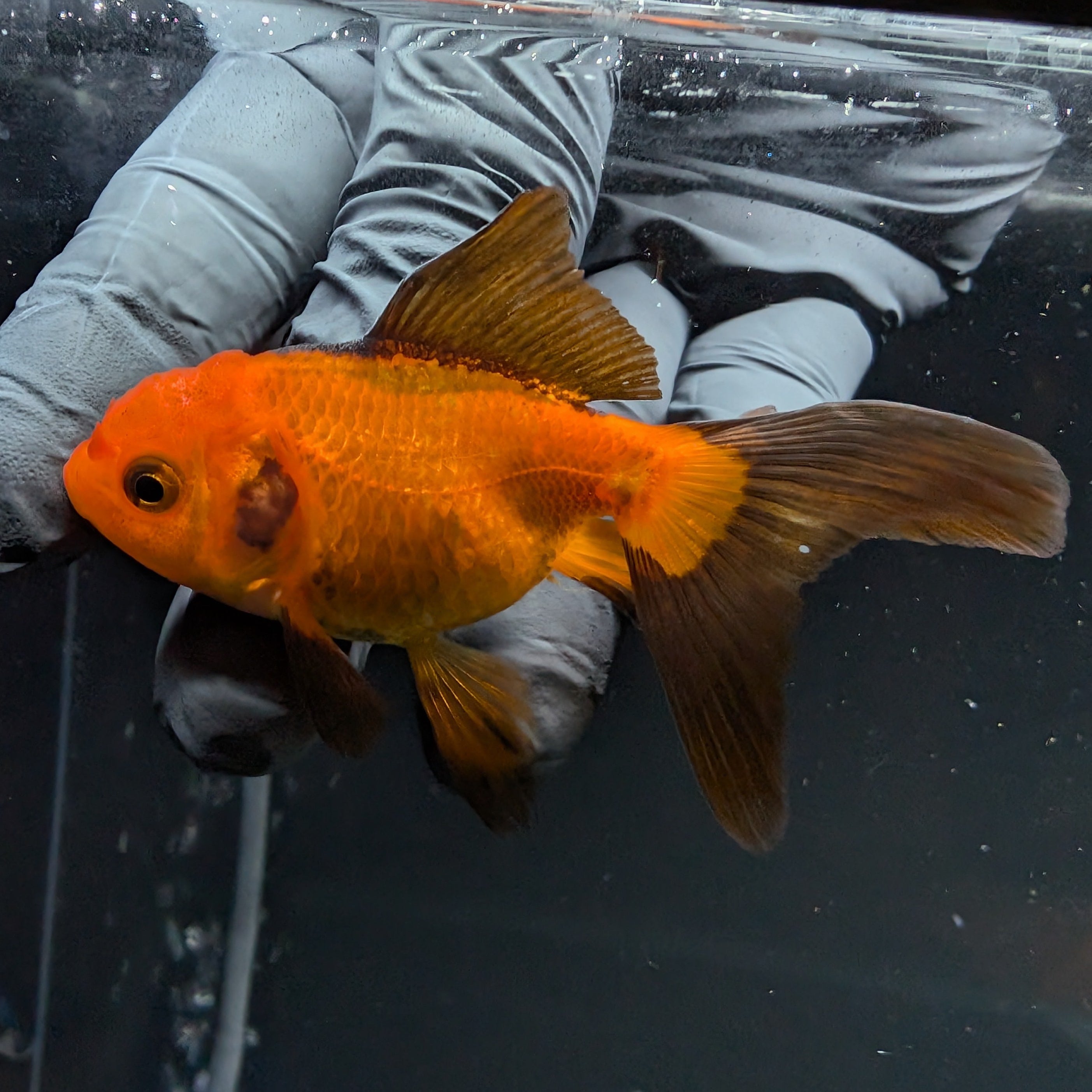 Juvenile Oranda Red Black 3"-3.5"in.  ID#515T2A-002