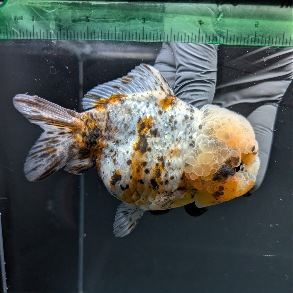 Jumbo Oranda Yuan Bao Granite Calico   4.5"-5"in. ID#904YB13A-003