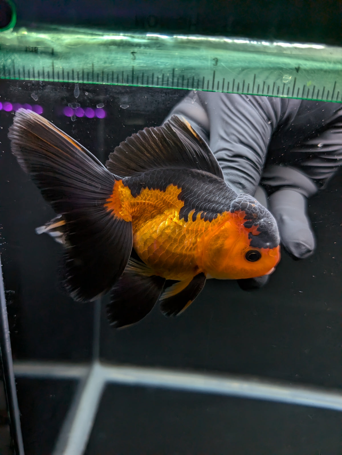 Thai Oranda Red Black 4"-4.5"in.  ID#1016T1A-004