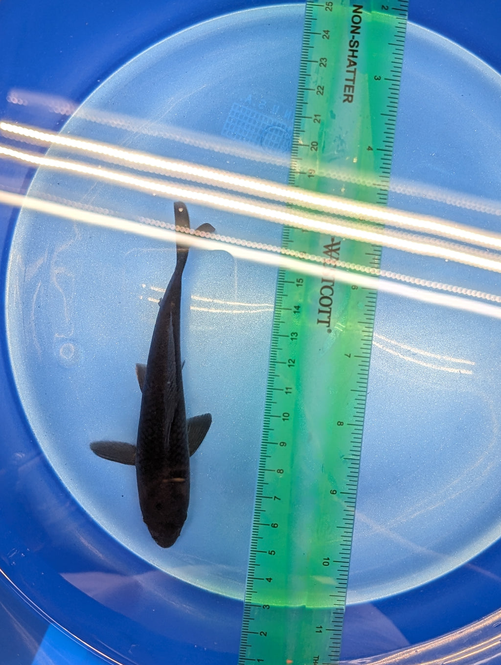 Karasu Koi  5"-6"in. ID#806BFK-021