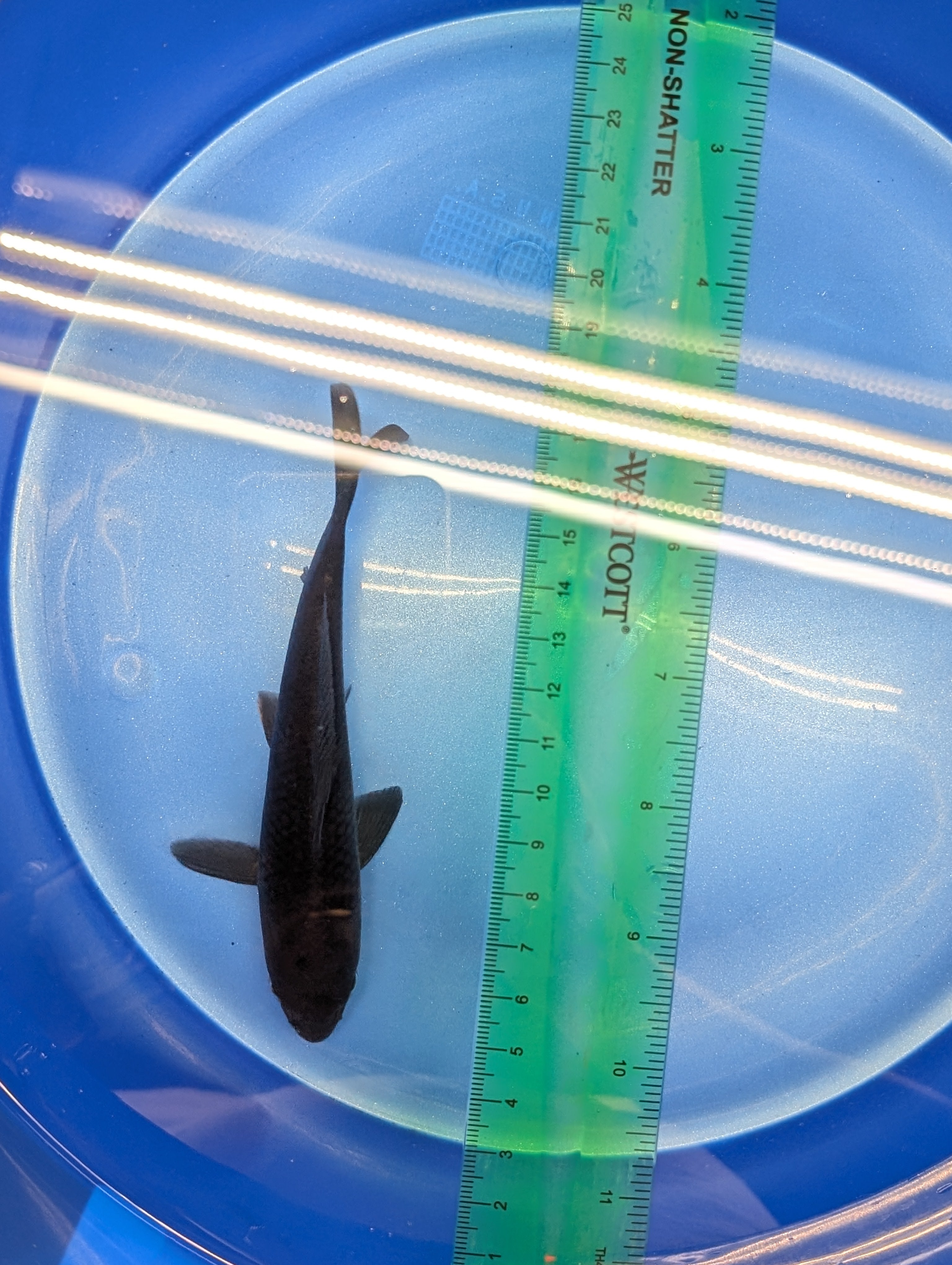 Karasu Koi  5"-6"in. ID#806BFK-021