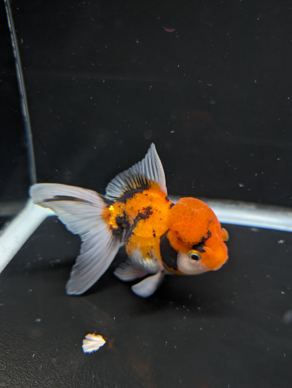 Thai Oranda Tricolor 4"-4.5"in.  ID#1023T1A-025