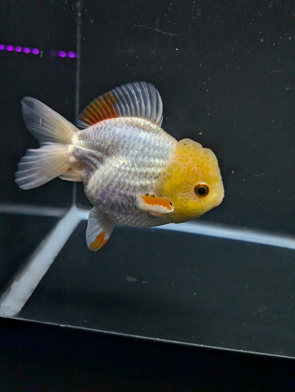 Jumbo Oranda Yuan Bao / Shogun Lemon Head Red White   4.5"-5"in. ID#1016YB13A-011