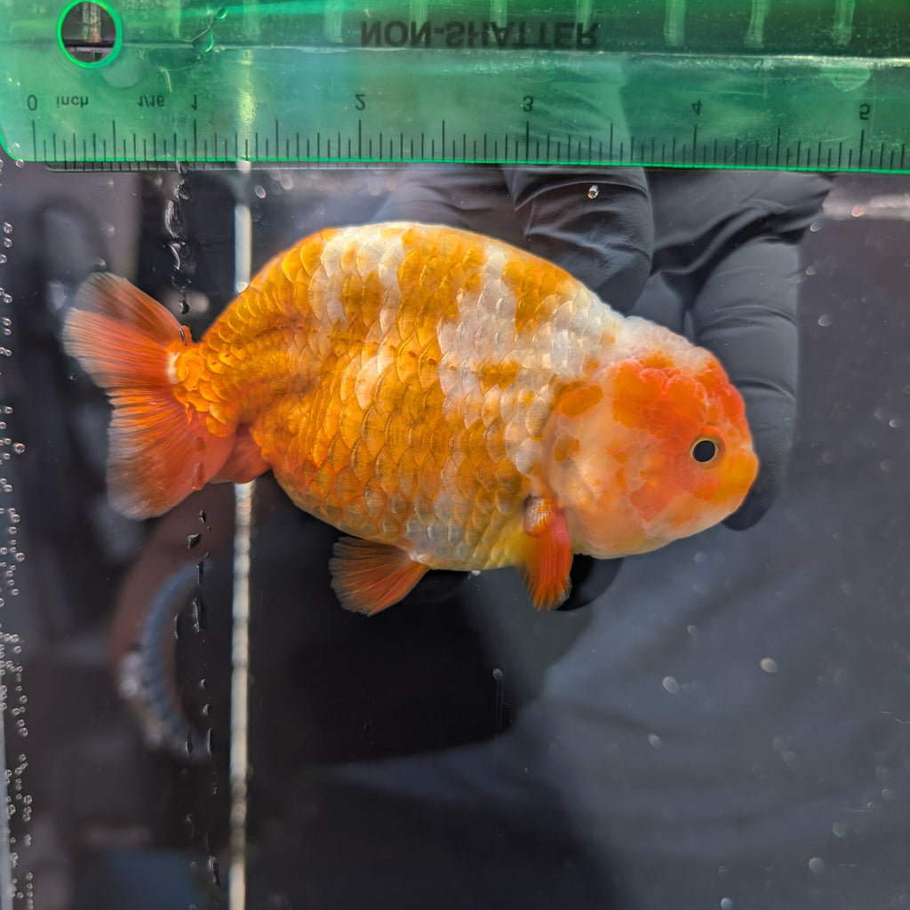 Jumbo Ranchu Sakura 4.5"-5" in. ID#1009R8A-051
