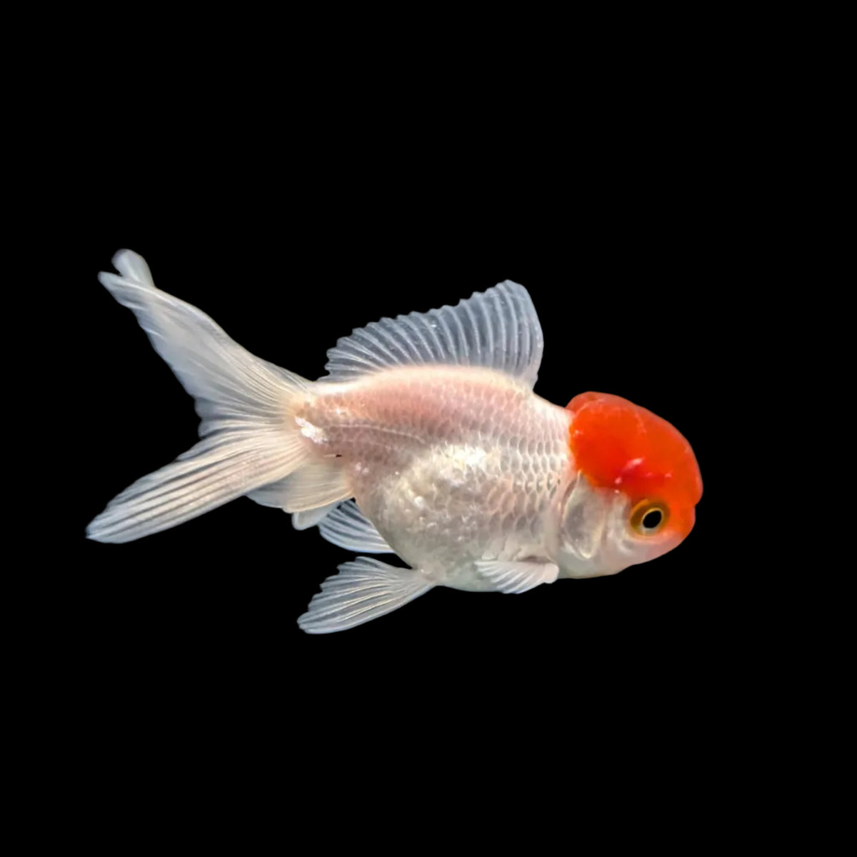 Single - Baby Oranda Red Cap 2"-2.5" *Assorted Dealers Choice