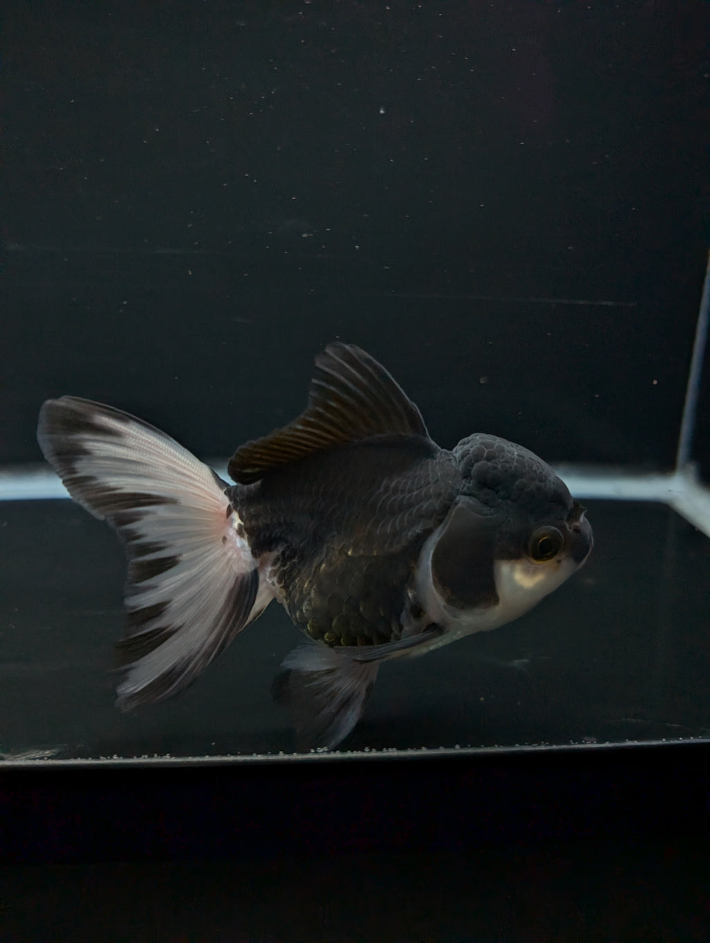 Thai Oranda Panda 4"-4.5"in.  ID#1023T1A-023