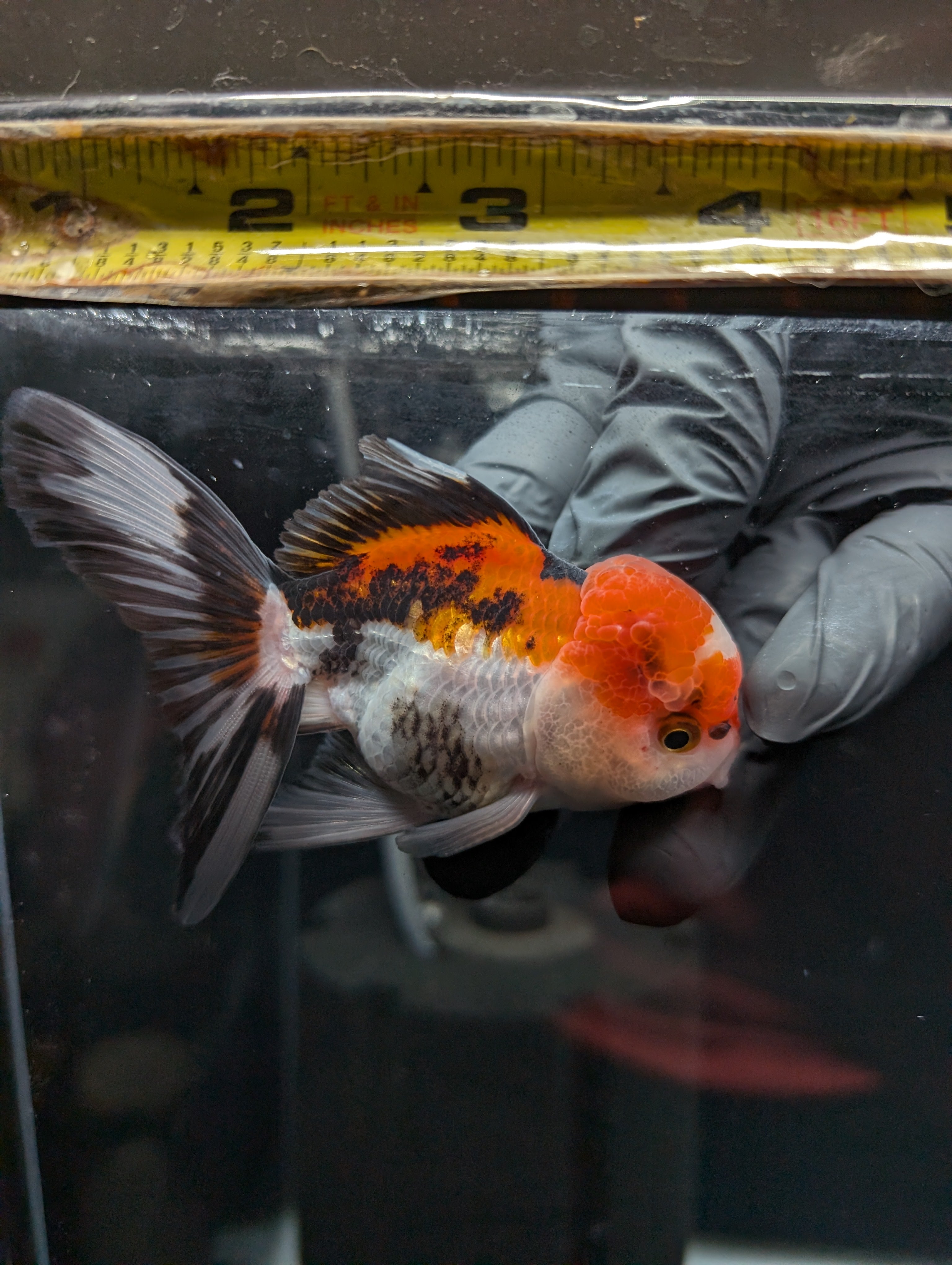BOWSER *Boss 501 Juvenile Oranda Tricolor 3.5"-4" in.  ID#501T2A-009