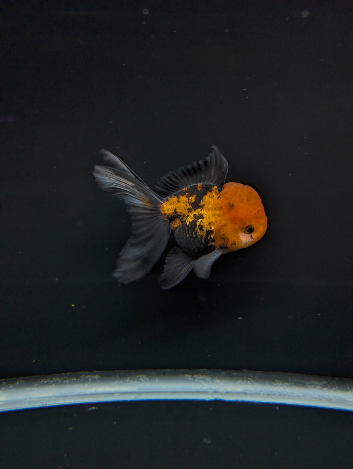 Thai Oranda Tricolor 4"-4.5"in.  ID#1023T1A-027
