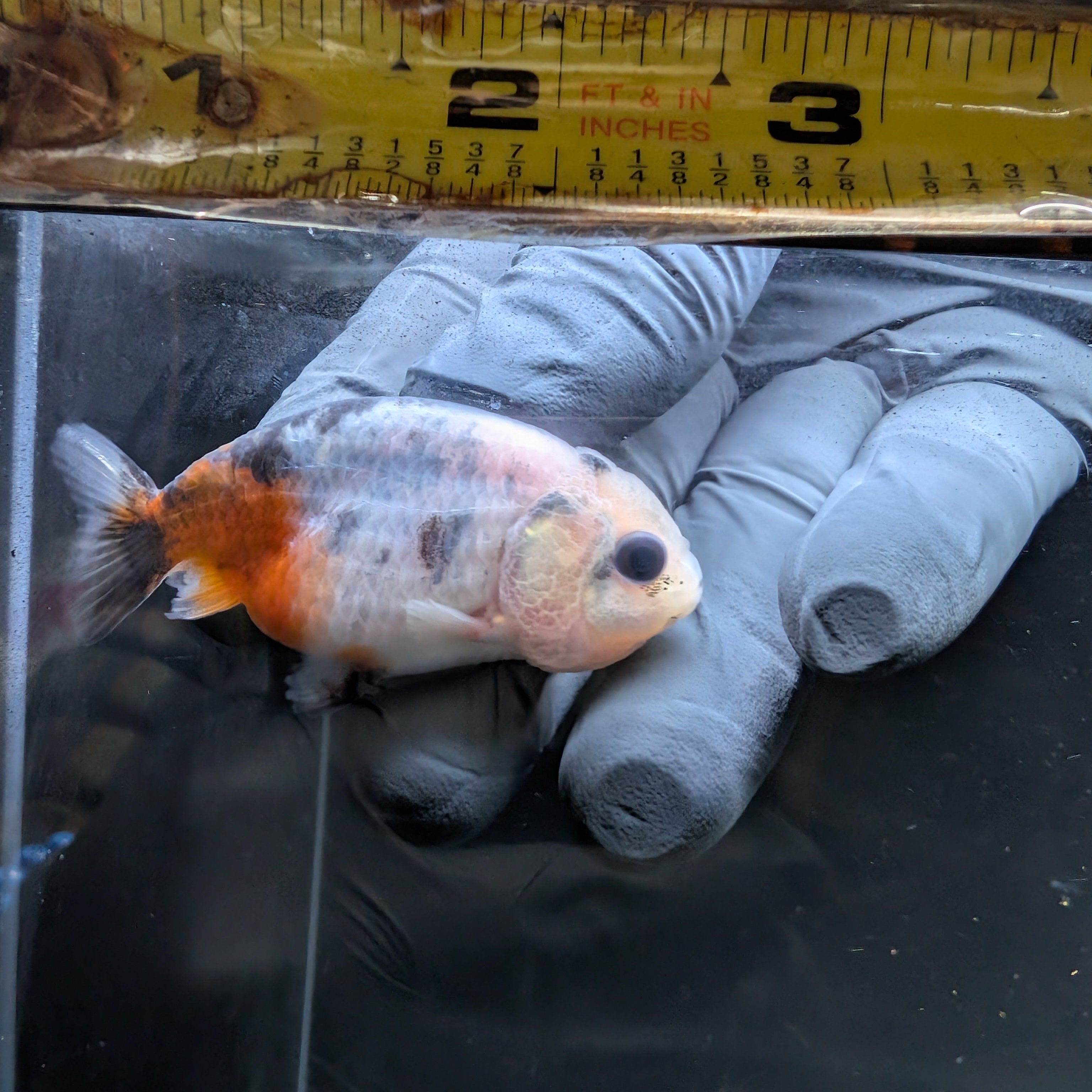 Baby Ranchu  Calico 2"-2.5" in. ID#508R3A-016