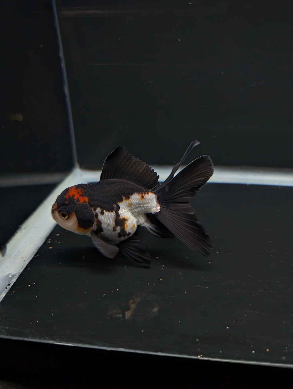 Thai Juvenile Oranda Tricolor 3"-3.5" in.  ID#717T1A-001