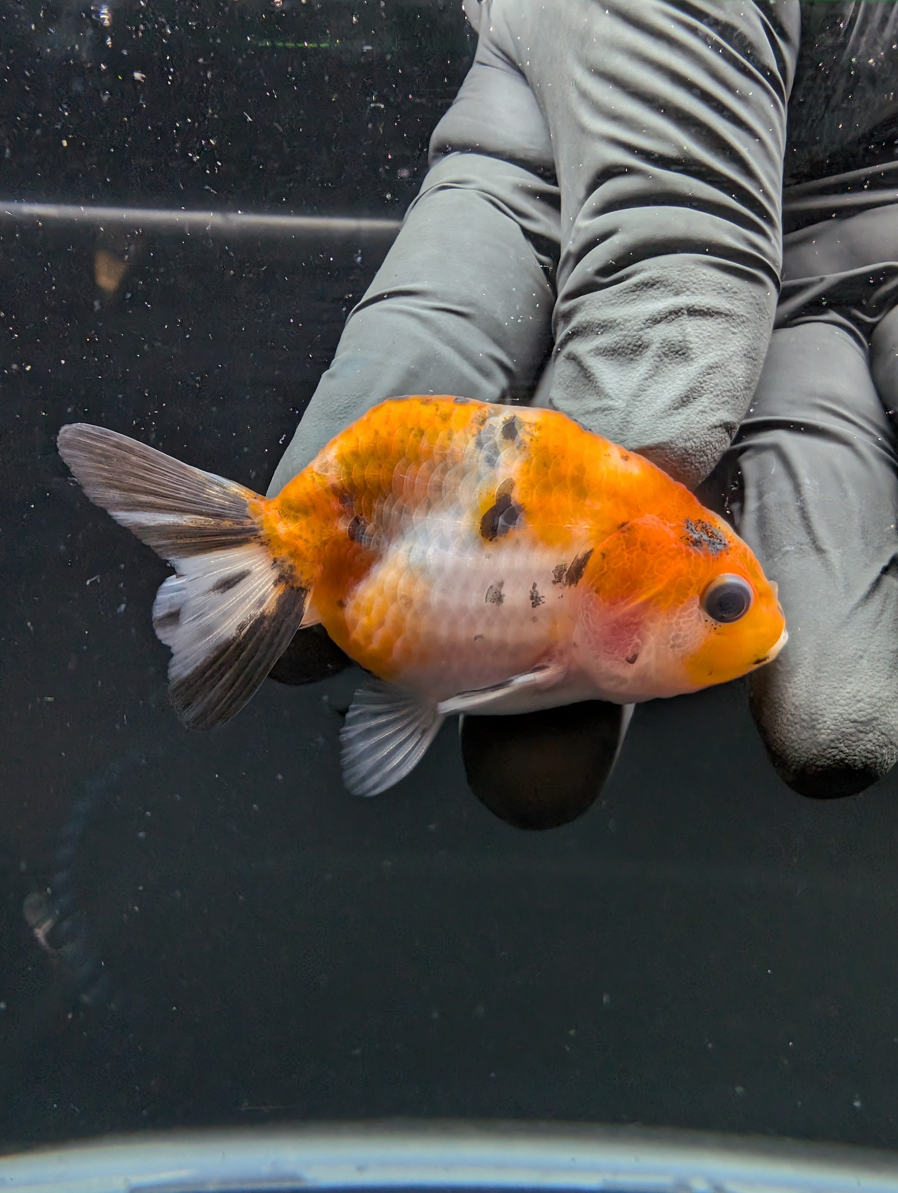 Ranchu Calico 2.5"-3" in. ID#717R4A-008