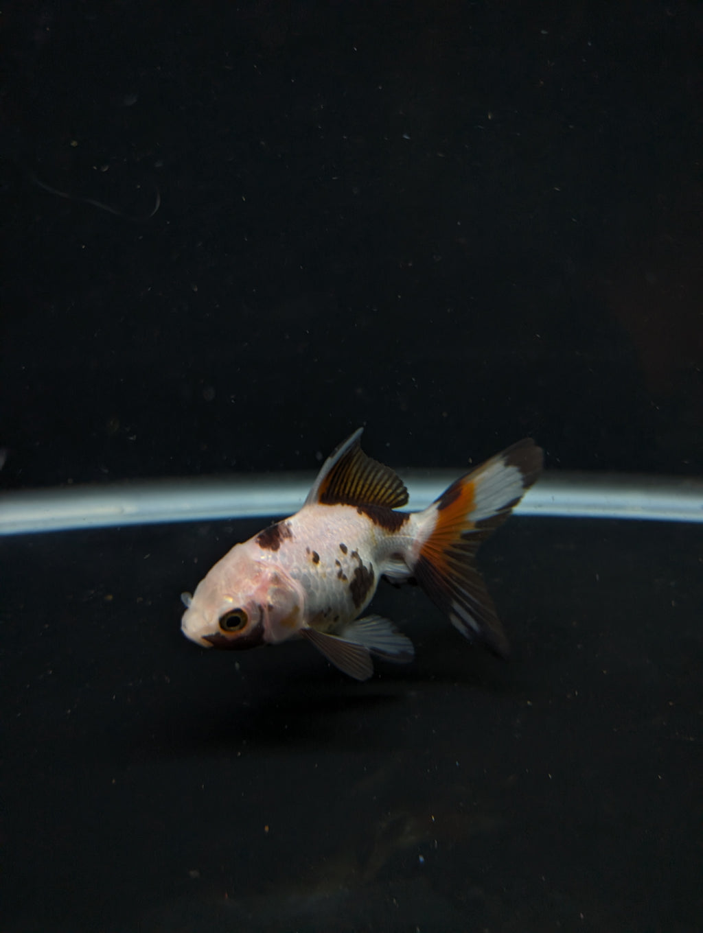 Juvenile Oranda  Tricolor 3"-3.5"in.  ID#619T1A-019