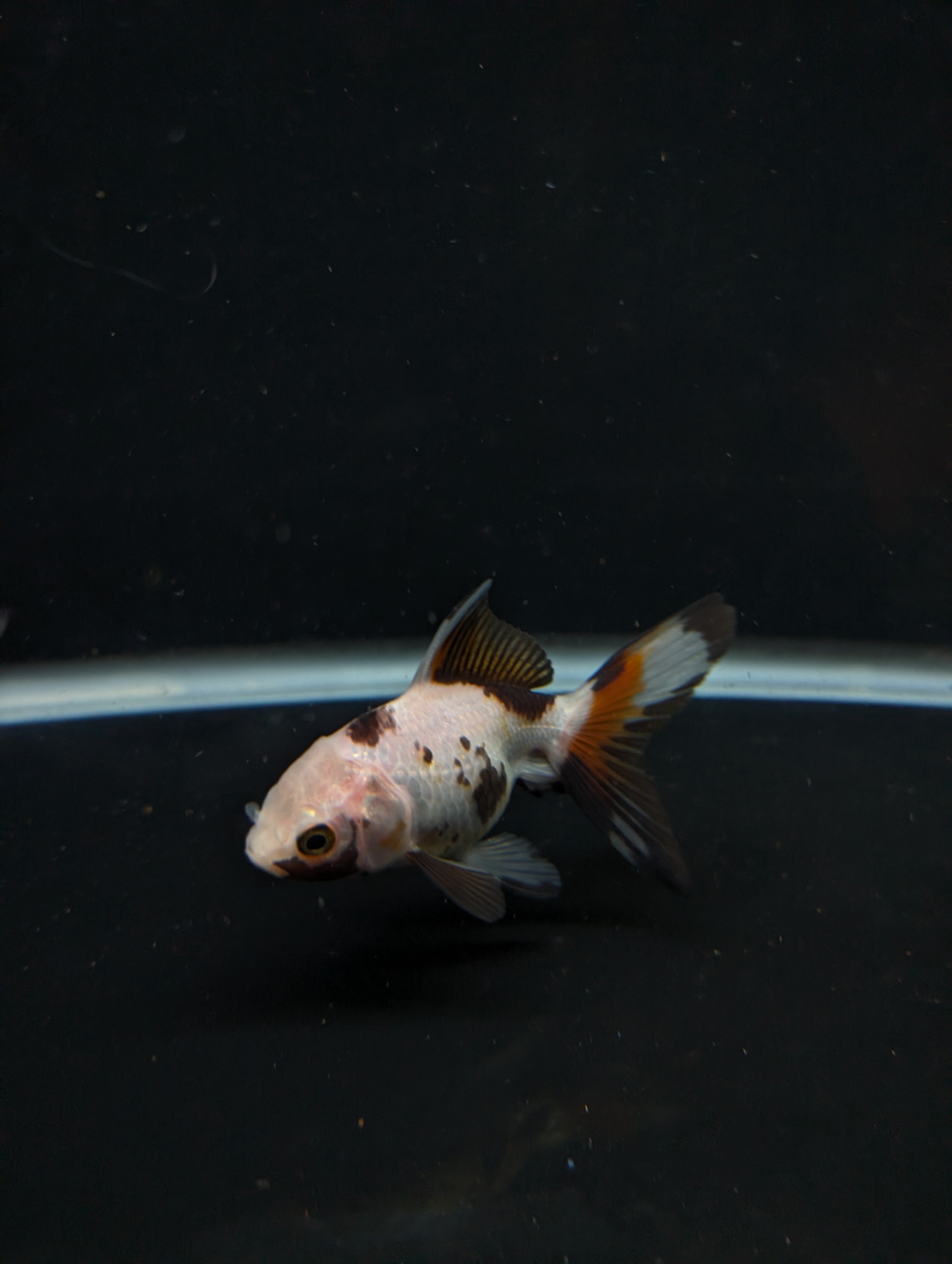 Juvenile Oranda  Tricolor 3"-3.5"in.  ID#619T1A-019