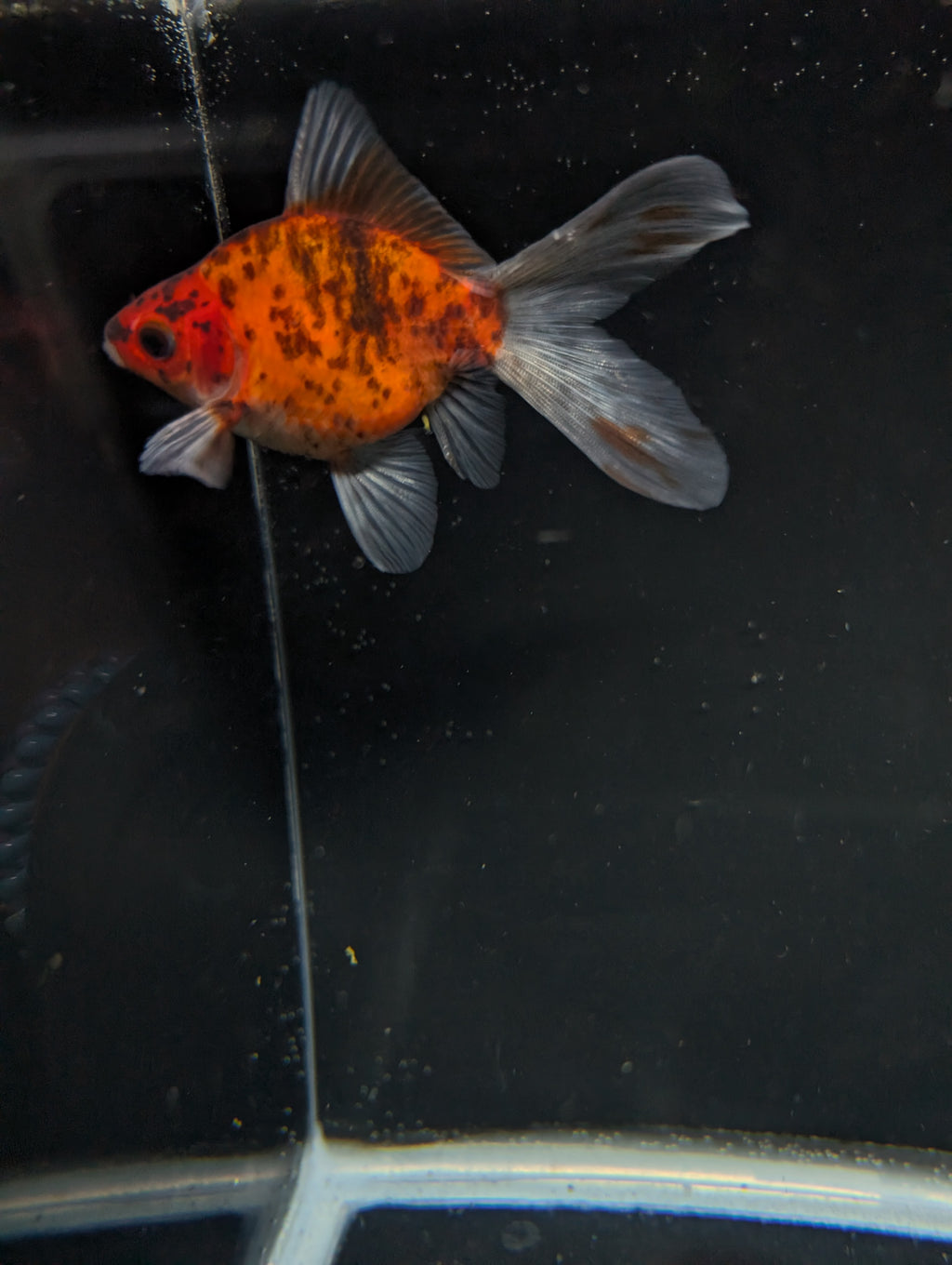 Tamasaba Calico 3"-3.5" in. ID#1009TM1B-010
