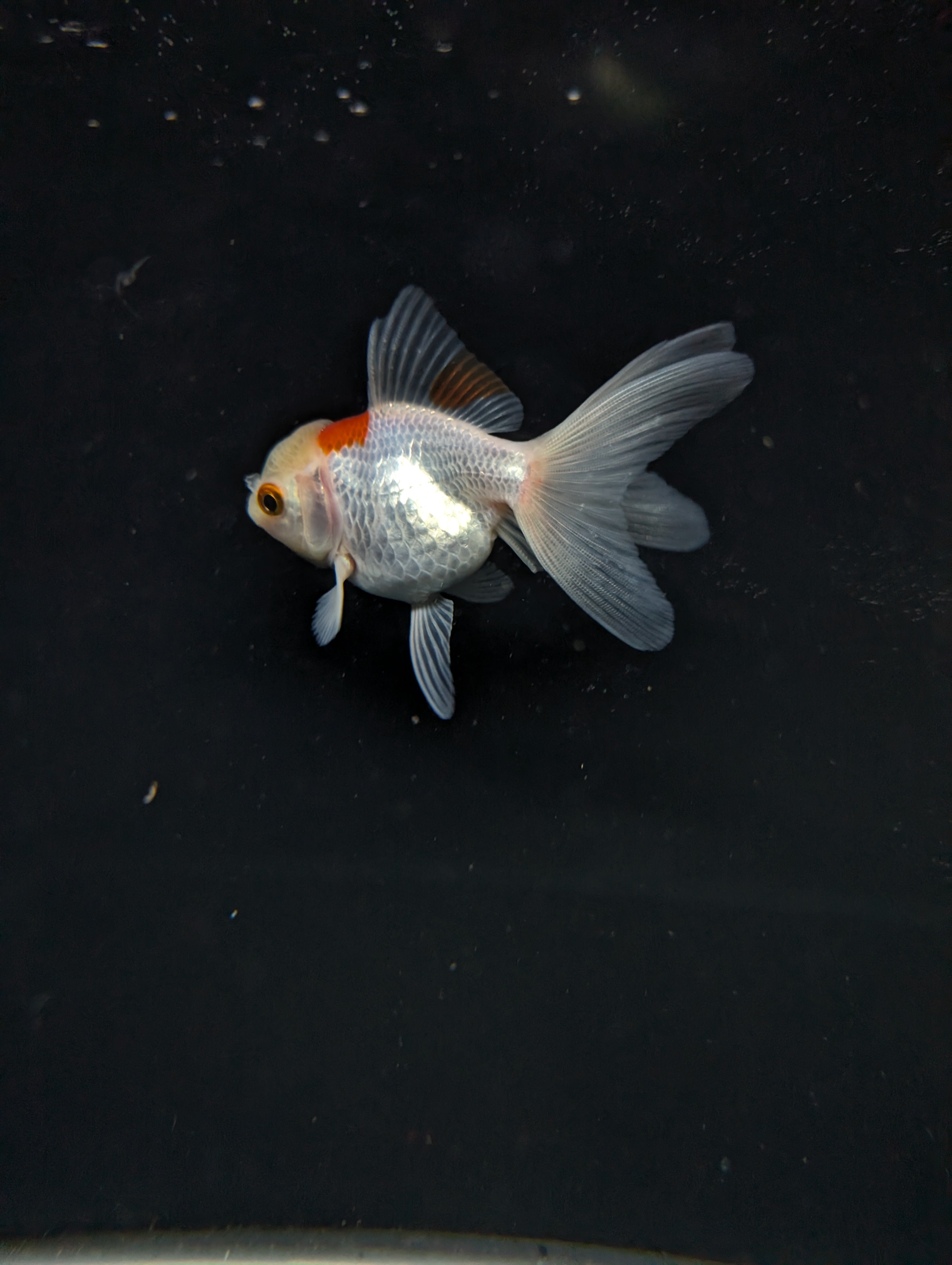 Juvenile Oranda  Red White 3"-3.5"in.  ID#619T1A-006
