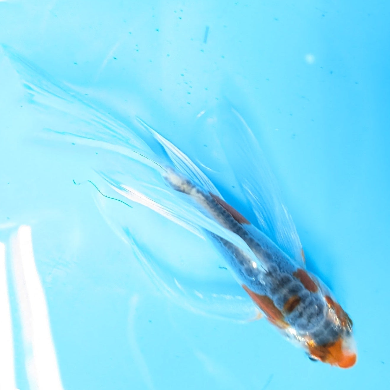 Shusui Butterfly Koi  5"-6" in. ID#727BFK-003