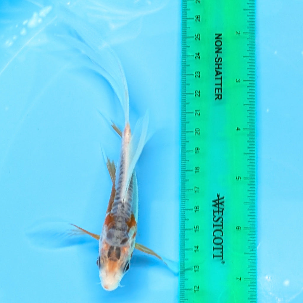 Shusui Butterfly Koi  5"-6" in. ID#727BFK-004