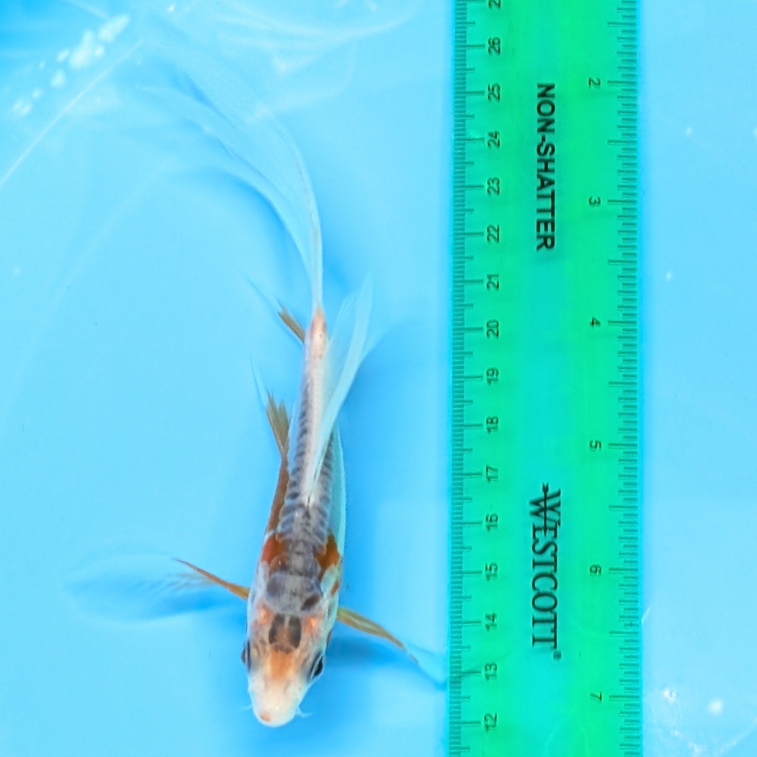 Shusui Butterfly Koi  5"-6" in. ID#727BFK-004