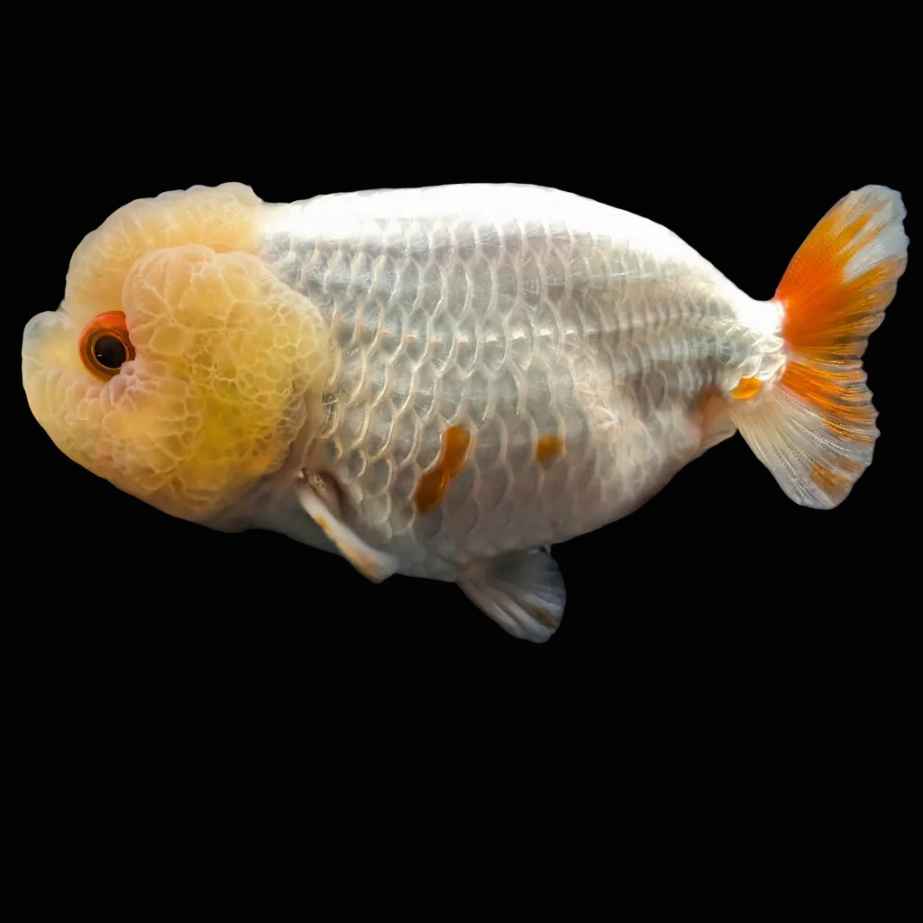 Jumbo Ranchu Red White 3.5"- 4" in. ID#710R8A-021