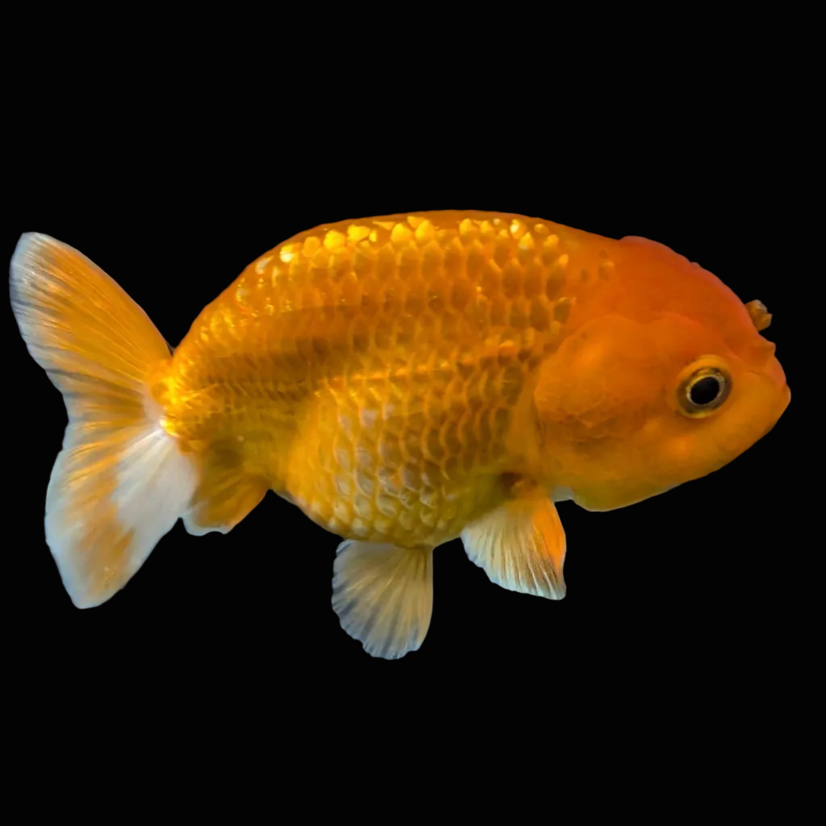 Ranchu Red White 3.5"-4"in. ID#821R4A-051