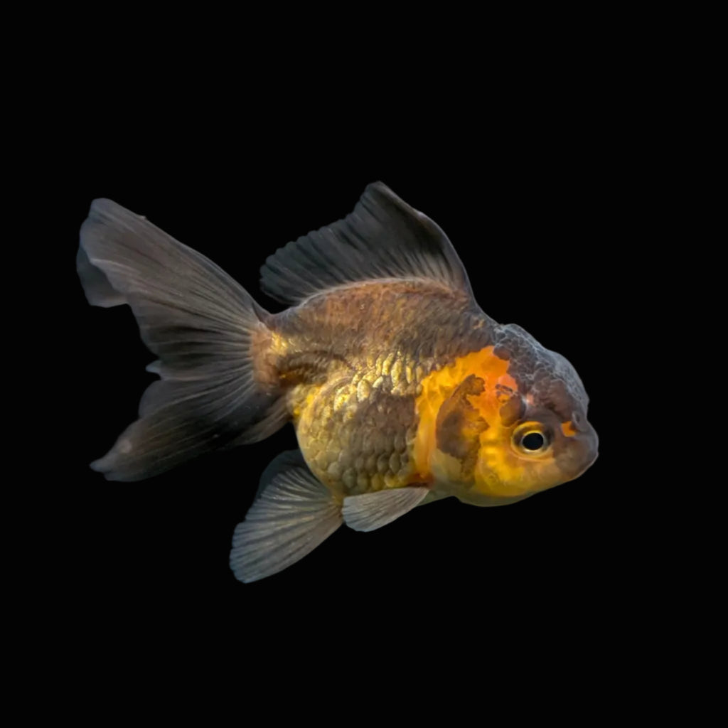 Juvenile Oranda Tricolor 3.5"-4" in.  ID#417T7A-011