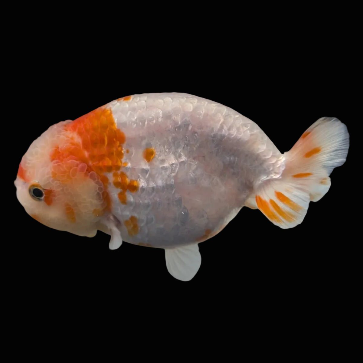 Jumbo Ranchu Sakura 4.5"-5" in. ID#1009R8A-052