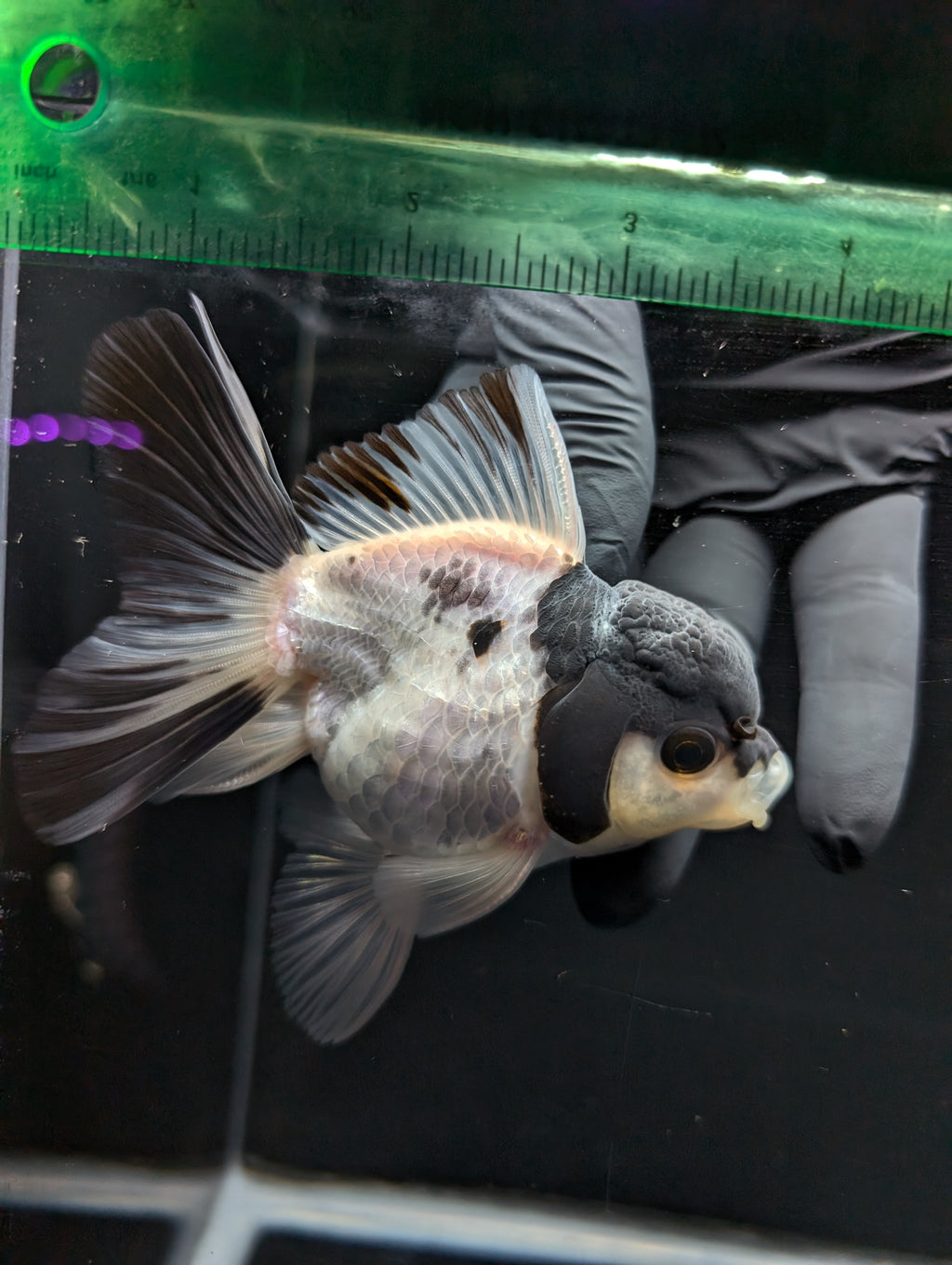 Thai Oranda Panda 4"-4.5"in.  ID#1023T1A-022