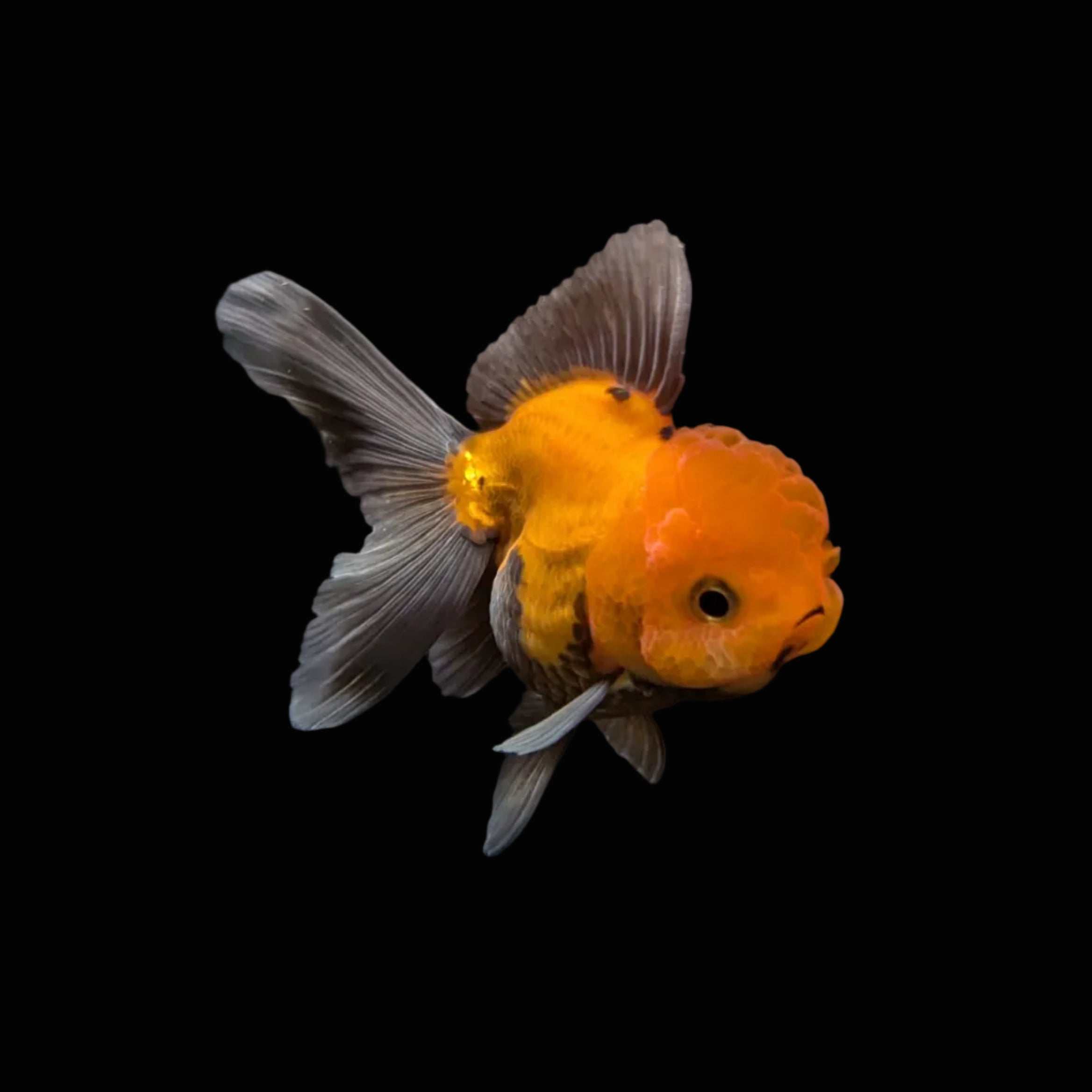 Juvenile Oranda Red Black 3.5"-4" in.  ID#327T13b-031