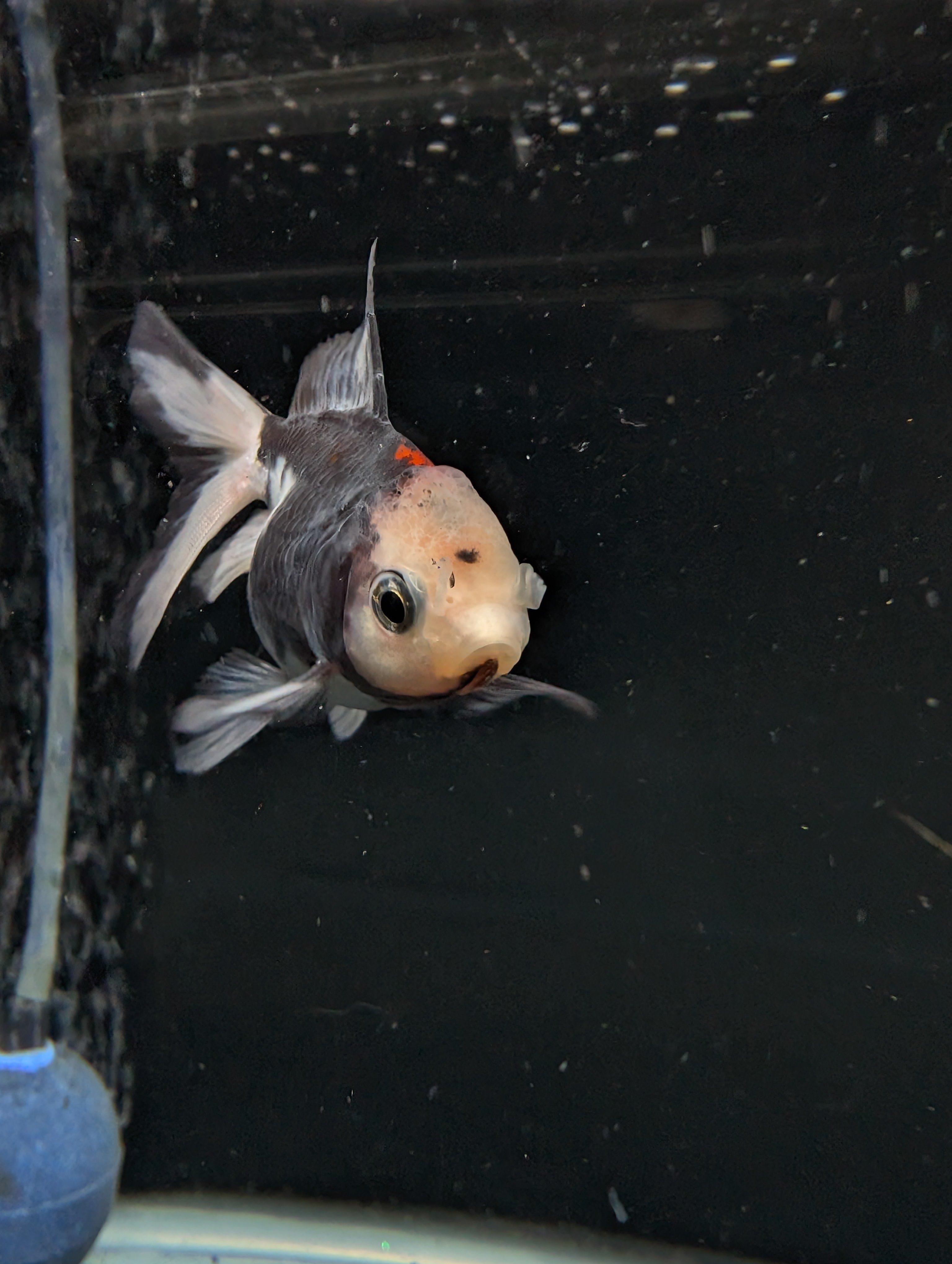 Juvenile Oranda  Tricolor 3"-3.5"in.  ID#619T1A-011