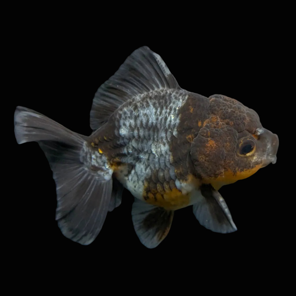 Thai Oranda Shogun Kirin Calico 4" in. ID#626SG7A-001