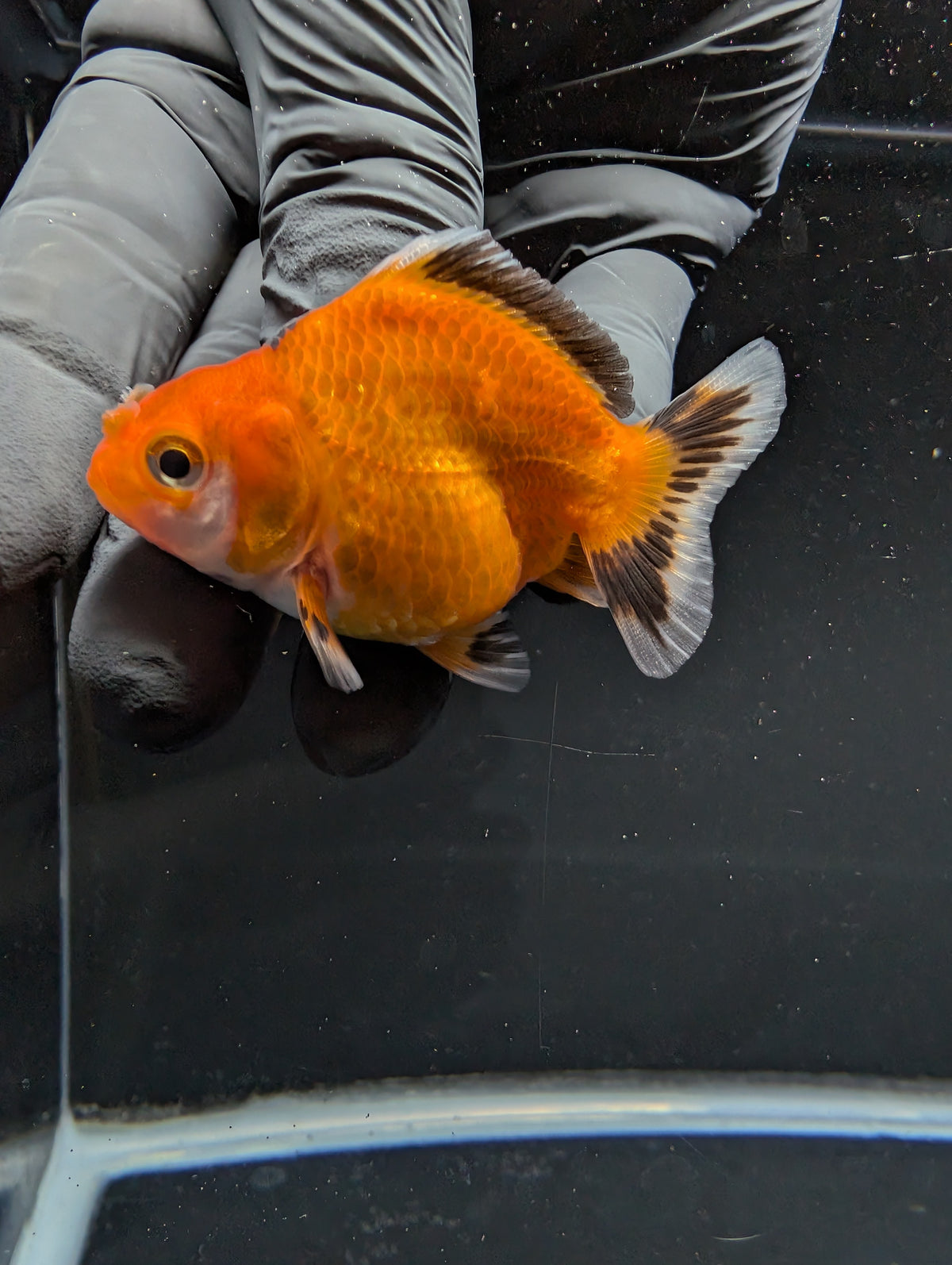 Baby Thai Shogun Oranda Tricolor 2"-2.5" in. ID#1016BSG11A-002