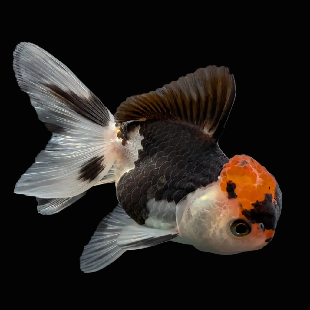 Juvenile Oranda Tricolor 3.5"-4" in.  ID#501T2A-002