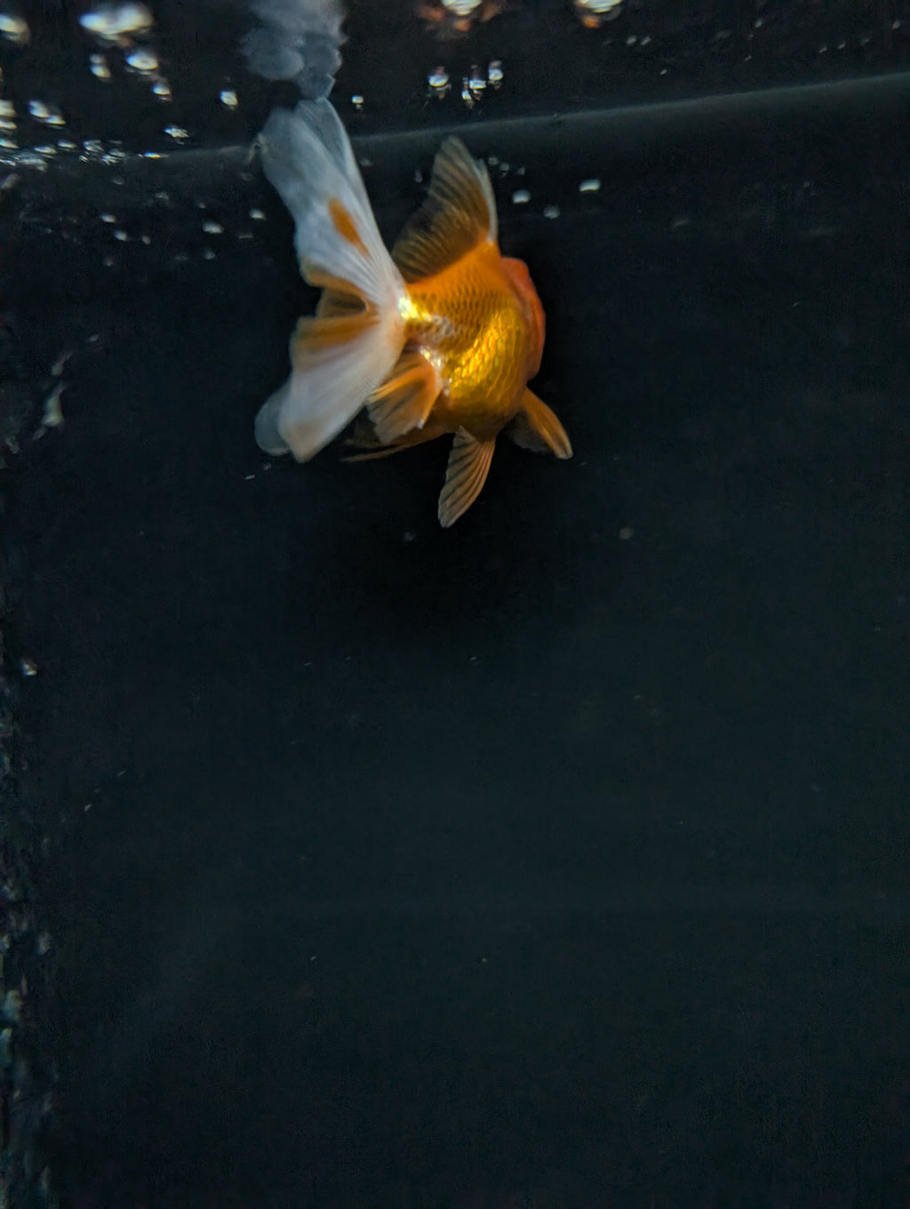 Juvenile Oranda  Red White 3"-3.5"in.  ID#619T1A-013